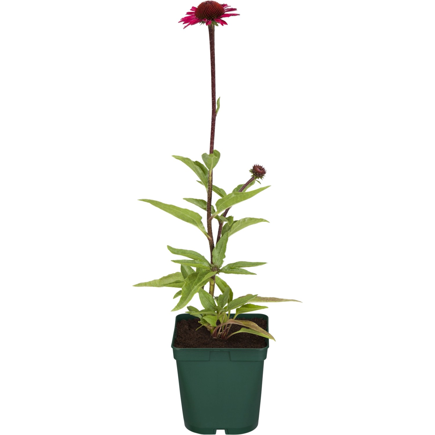 GROW by OBI Purpursonnenhut Rot Topf-Ø ca. 9 cm x 9 cm Echinacea günstig online kaufen