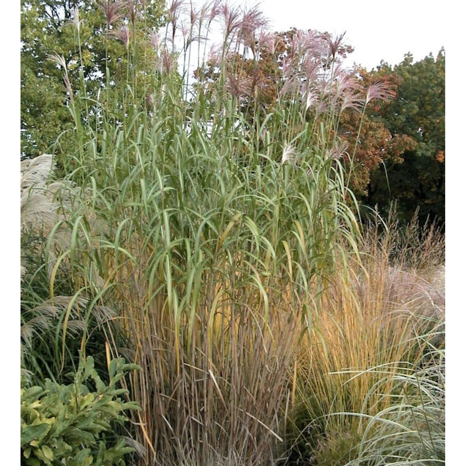 Riesenchinaschilf Aksel Olsen - XXXL Topf - Miscanthus floridulus günstig online kaufen