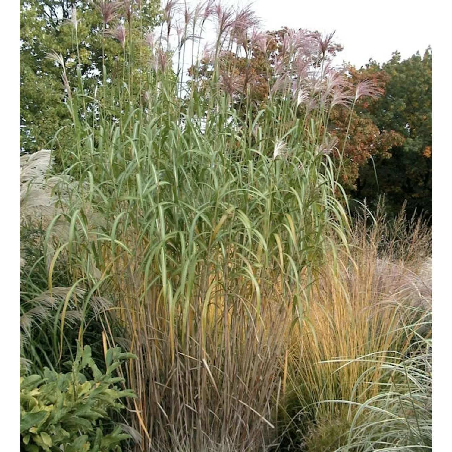 Riesenchinaschilf Elefantengras - XXXL Topf - Miscanthus floridulus günstig online kaufen