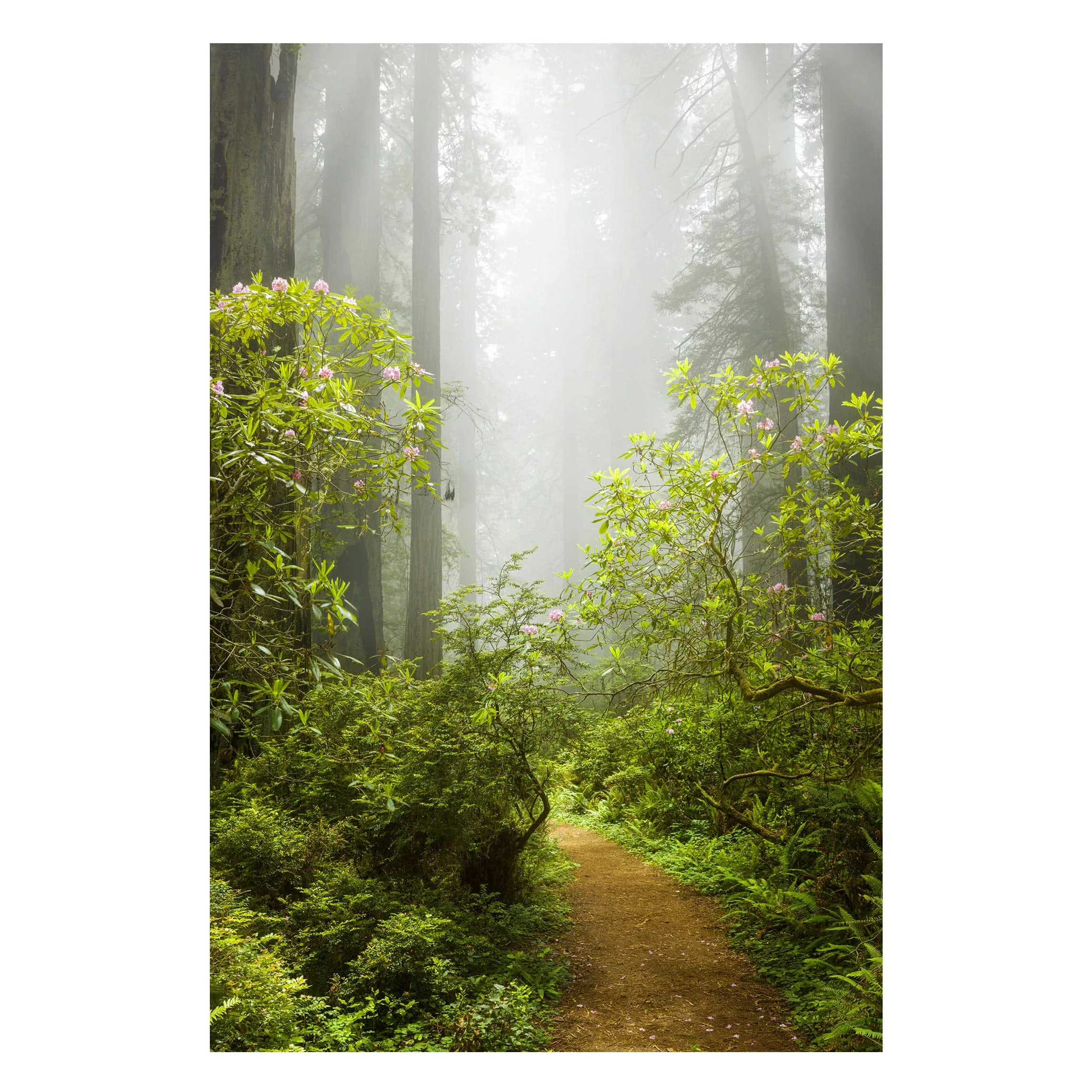 Magnettafel Natur & Landschaft - Hochformat 3:4 Nebliger Waldpfad günstig online kaufen