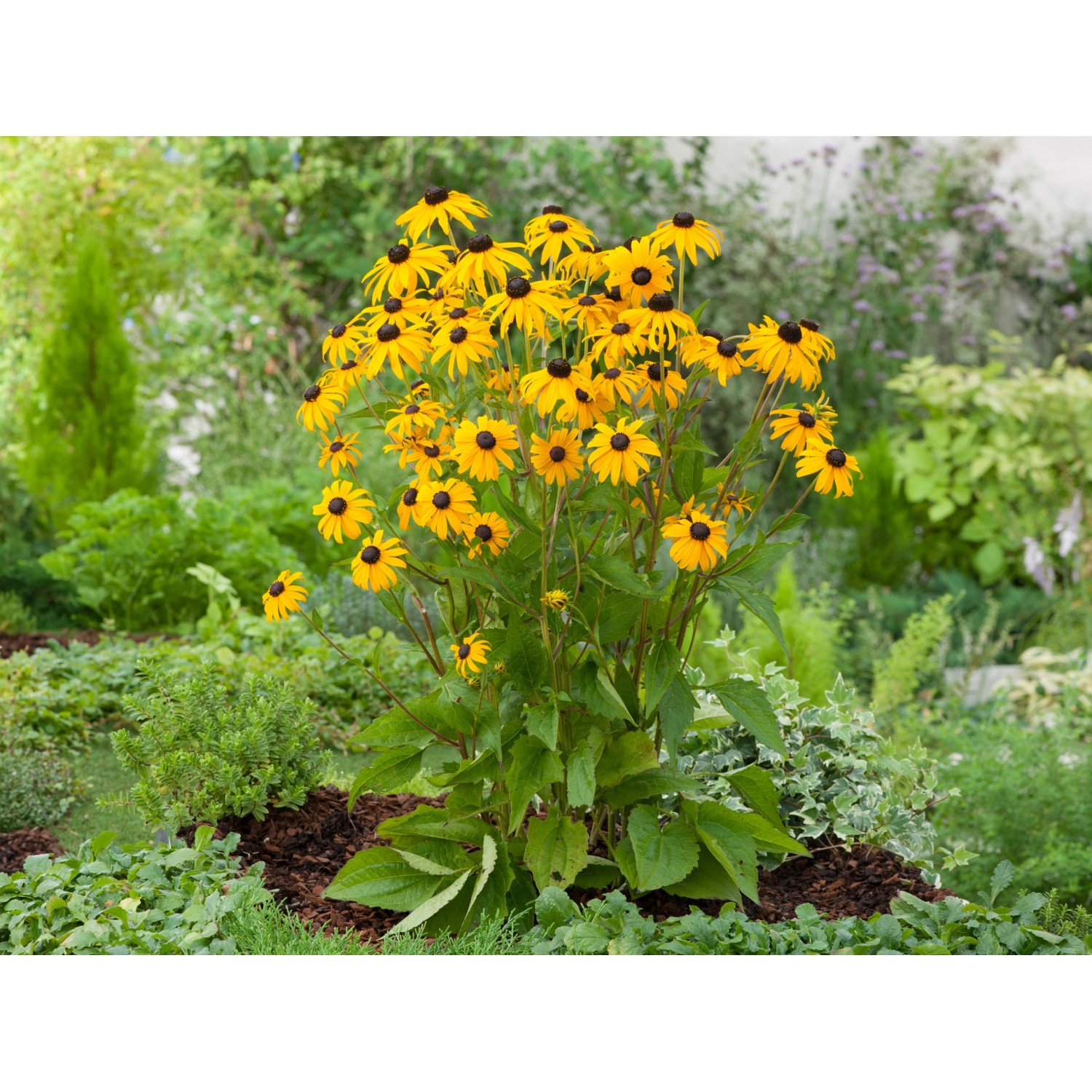 GROW by OBI Sonnenhut Goldsturm Gelb Topf-Ø ca. 9 cm x 9 cm Rudbeckia günstig online kaufen