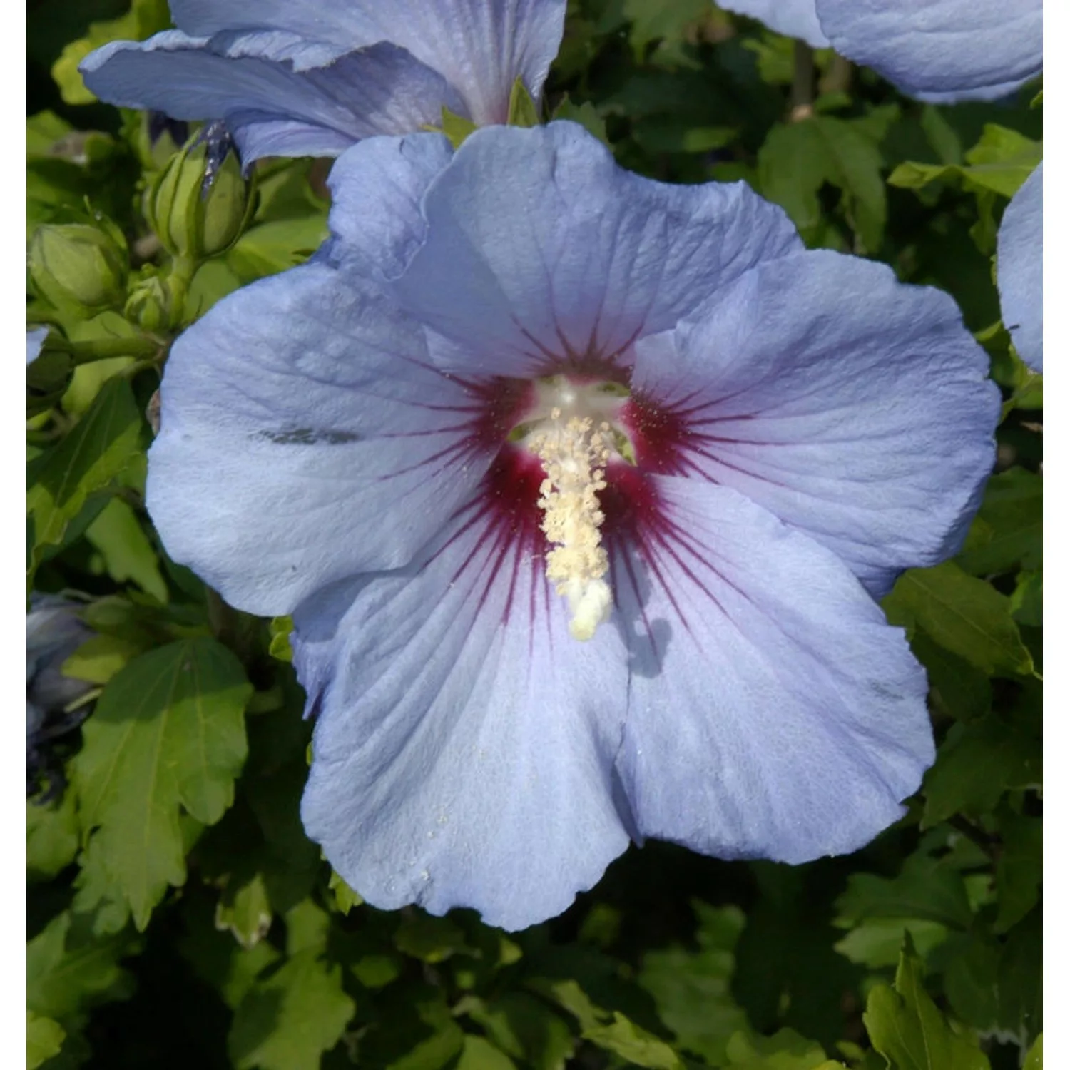 Hochstamm Garteneibisch Oiseau Bleu 60-80cm - Hibiscus syriacus günstig online kaufen