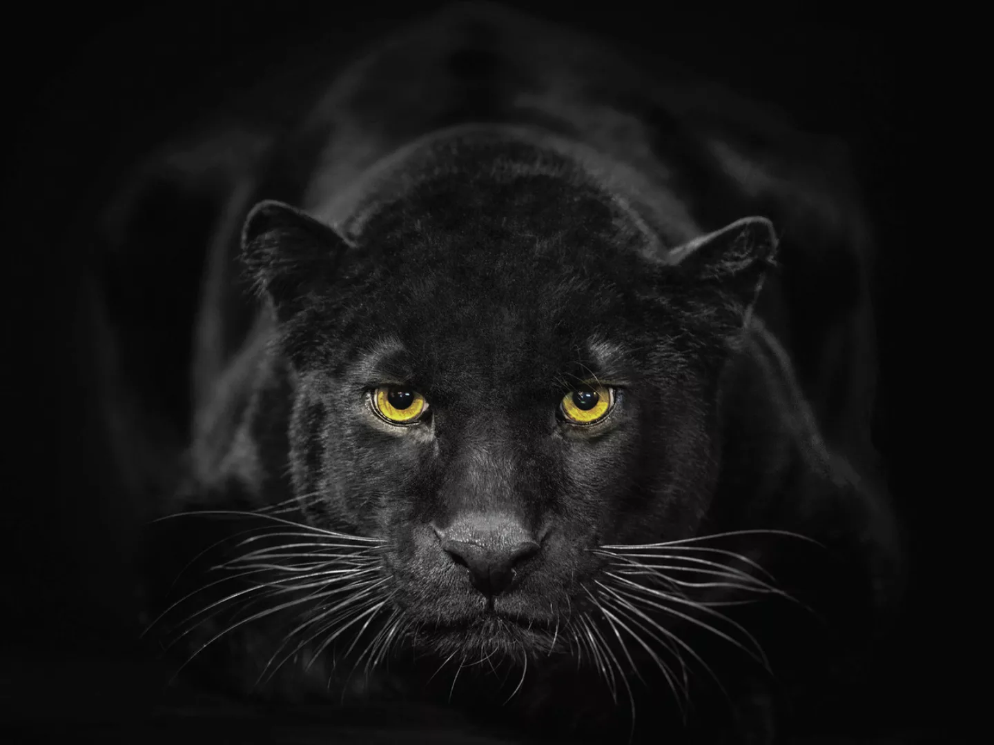 Euroart Glasbild Black Panther III günstig online kaufen