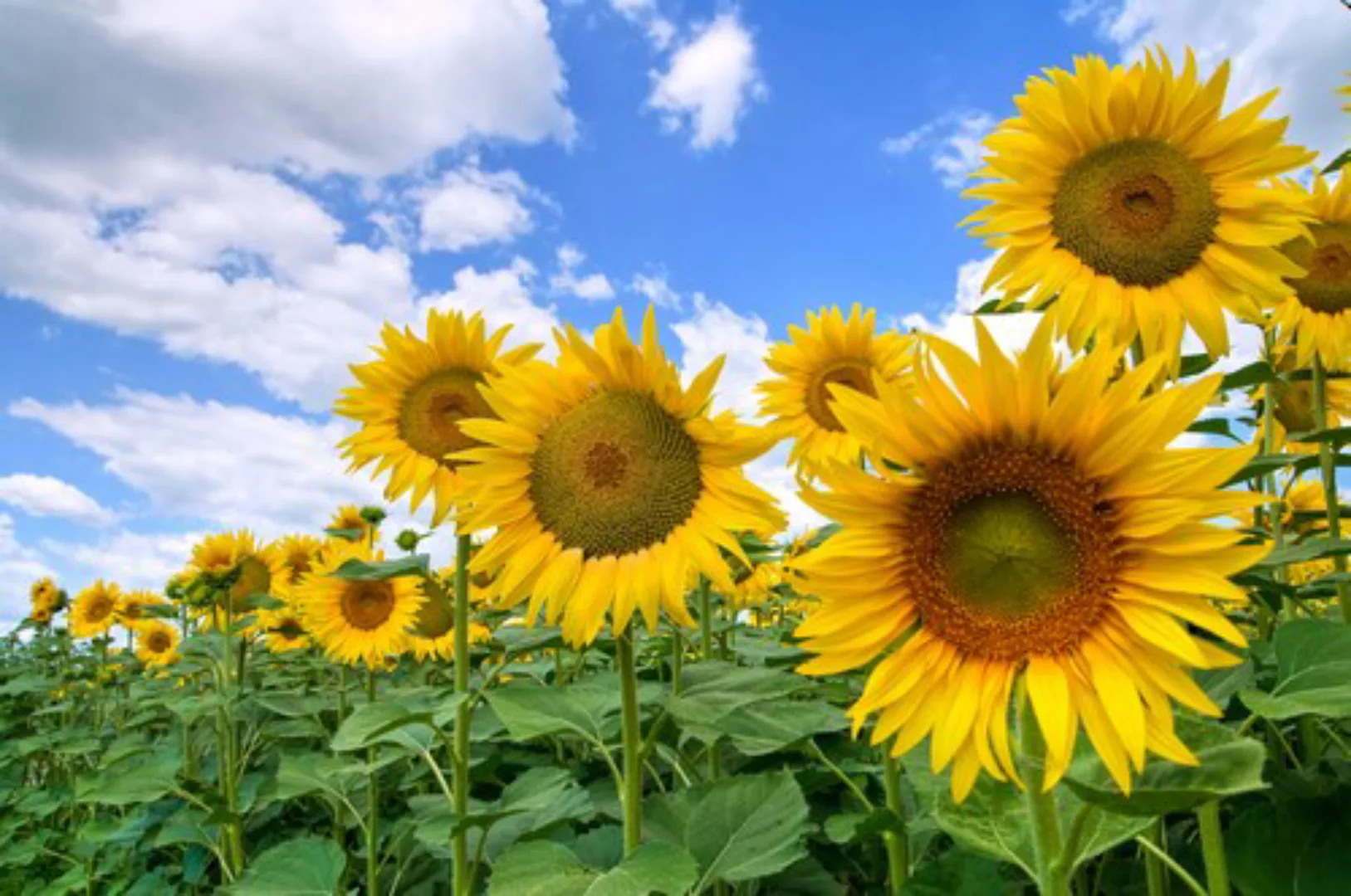 Papermoon Fototapete »Sunflower Field« günstig online kaufen