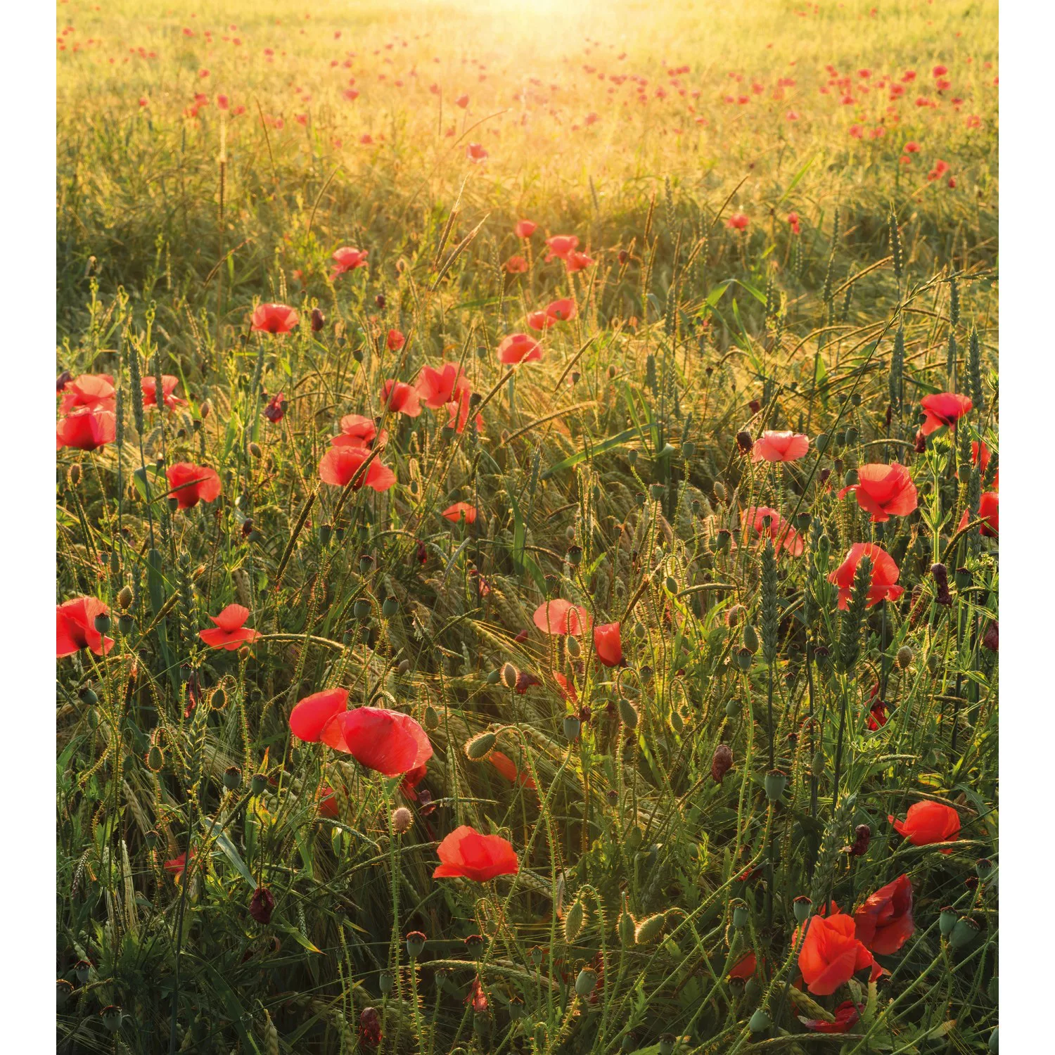 Vlies Fototapete Poppy World 250x280 cm günstig online kaufen