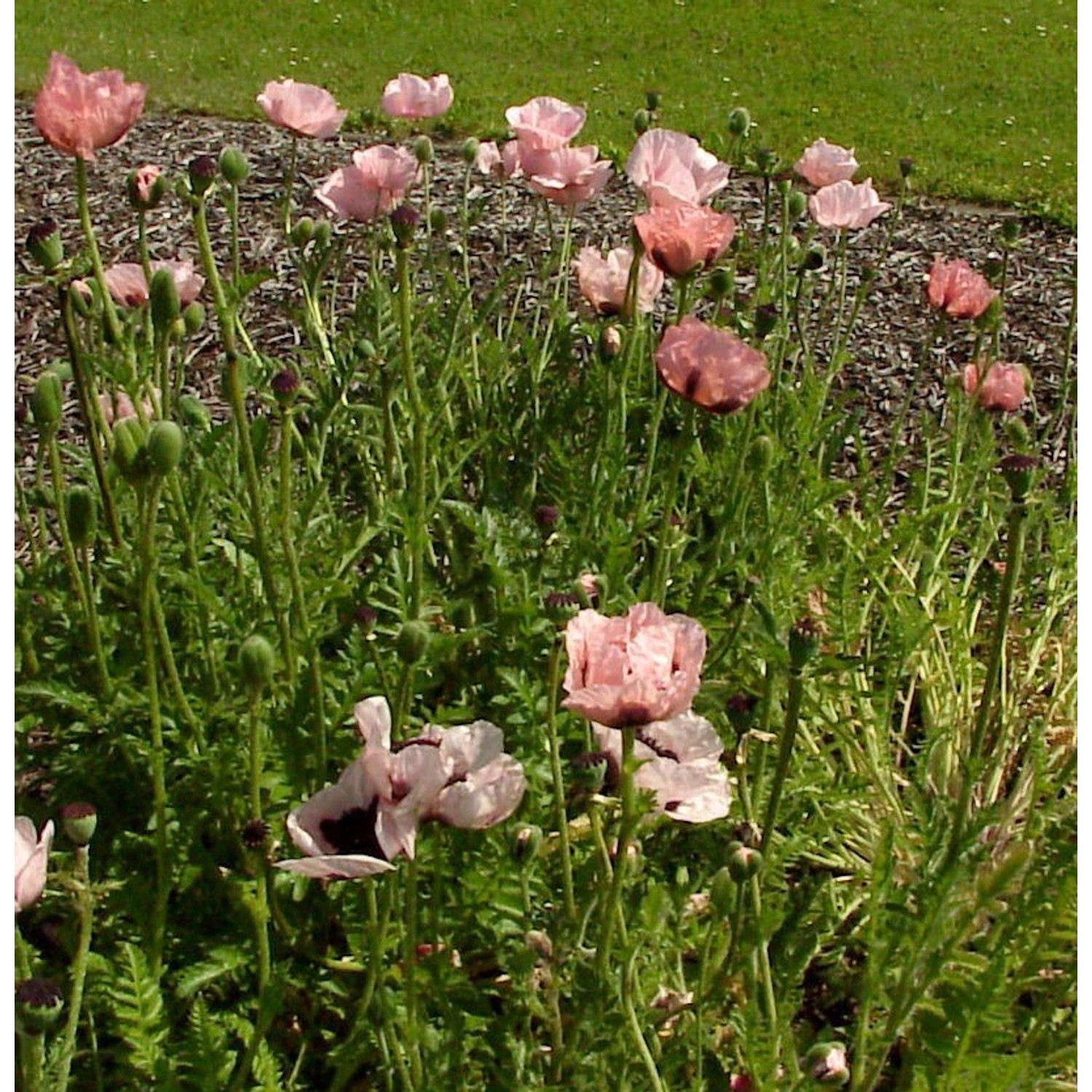 Türkischer Mohn Aglaja - Papaver orientale günstig online kaufen