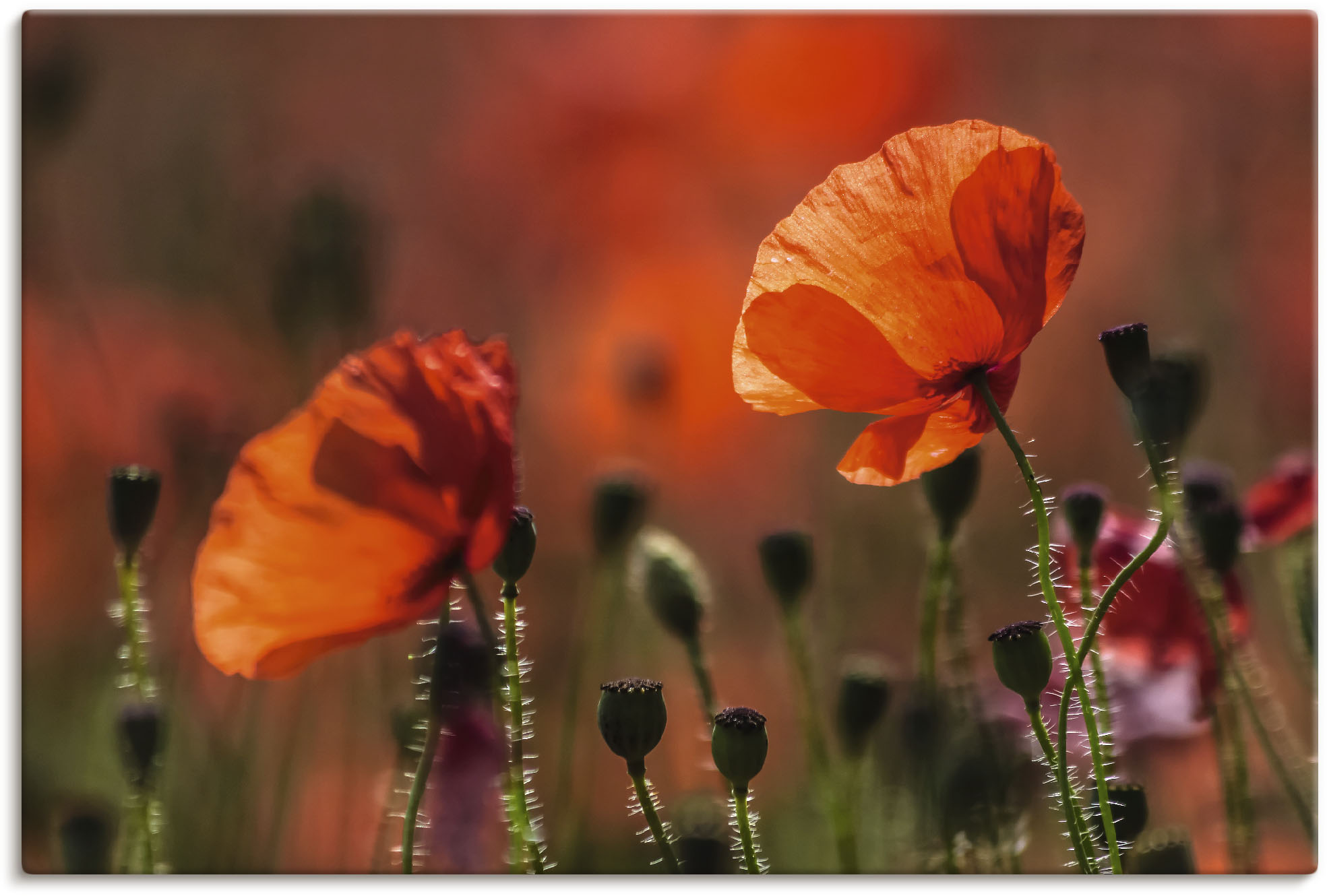 Artland Wandbild »Rote Mohnblumen in der Provence«, Blumenbilder, (1 St.), günstig online kaufen
