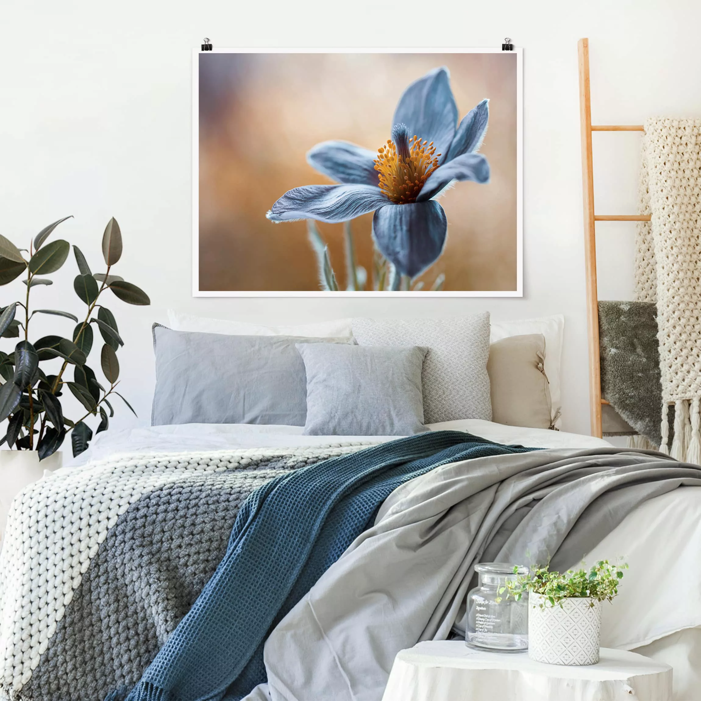 Poster Blumen - Querformat Kuhschelle in Blau günstig online kaufen