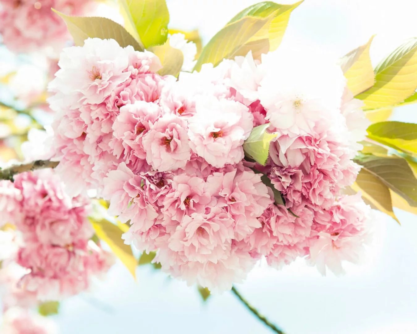 Fototapete "Frhling rosa" 4,00x2,50 m / Strukturvlies Klassik günstig online kaufen