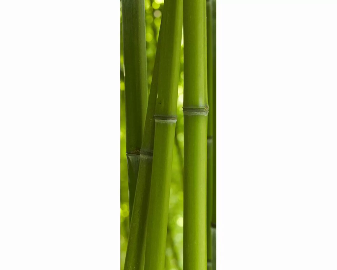 Dekopanel "Bambus" 1,00x2,80 m / Glattvlies Perlmutt günstig online kaufen
