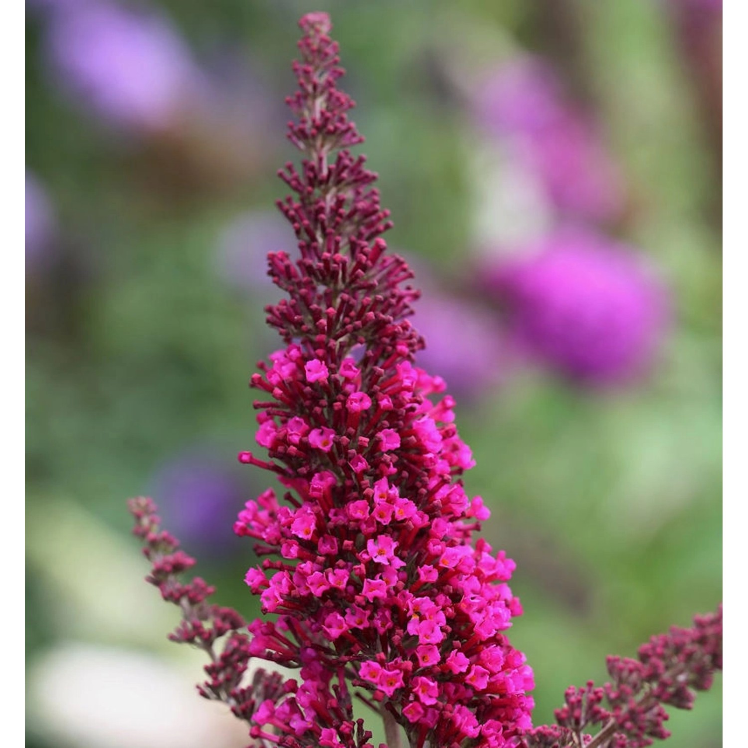 Schmetterlingsstrauch Buzz  Hot Raspberry 30-40cm - Buddleja günstig online kaufen