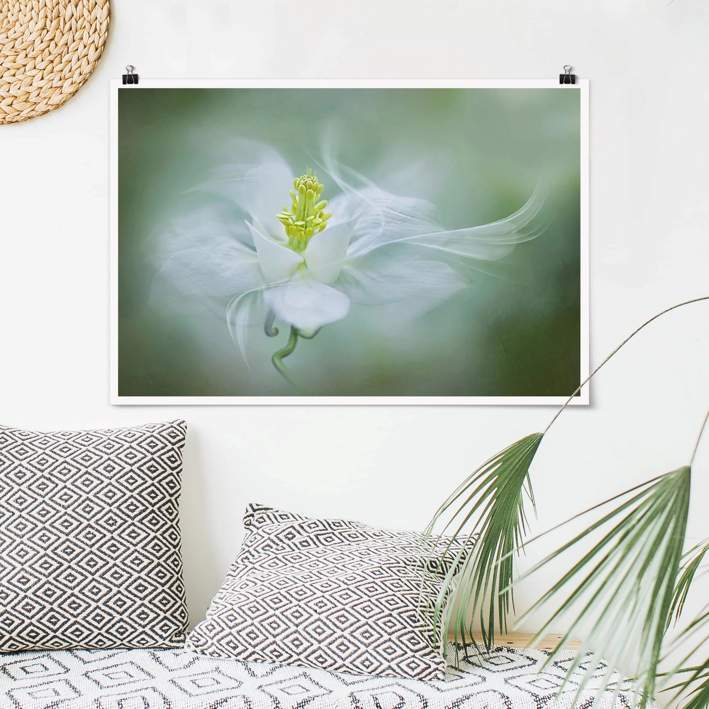 Poster Blumen - Querformat Weiße Akelei günstig online kaufen