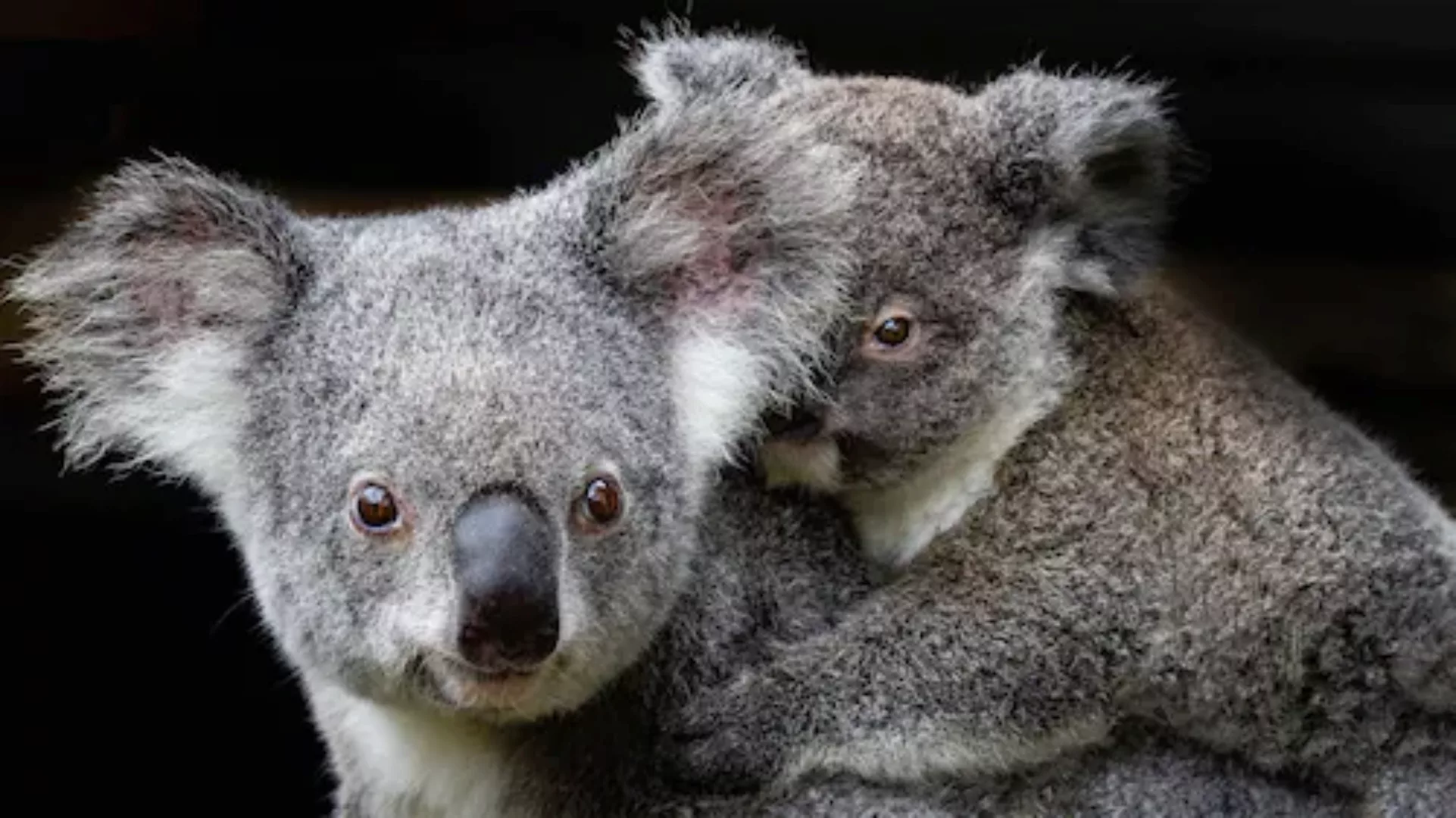 Papermoon Fototapete »Koala Mutter und Joey« günstig online kaufen