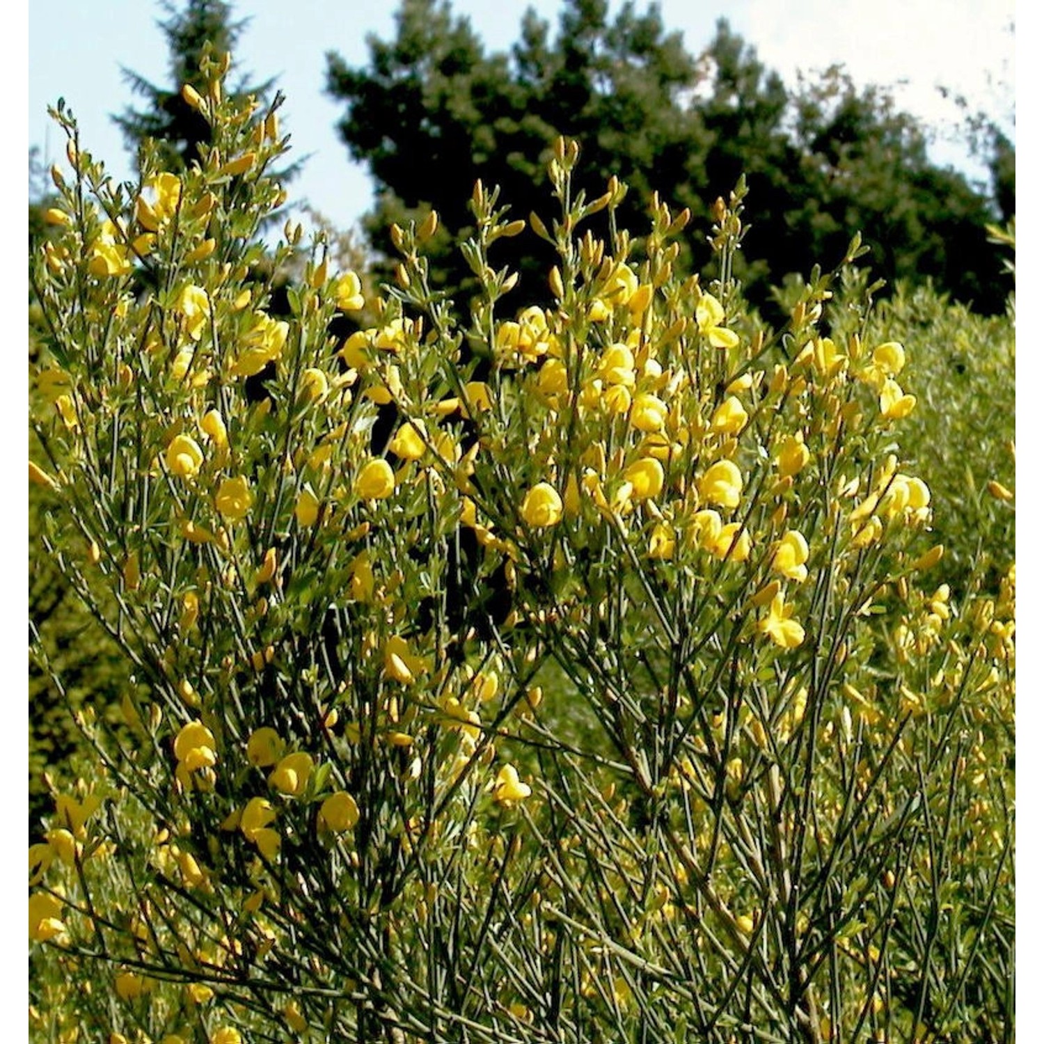 Duftender Kriechginster 20-25cm - Cytisus beanii günstig online kaufen