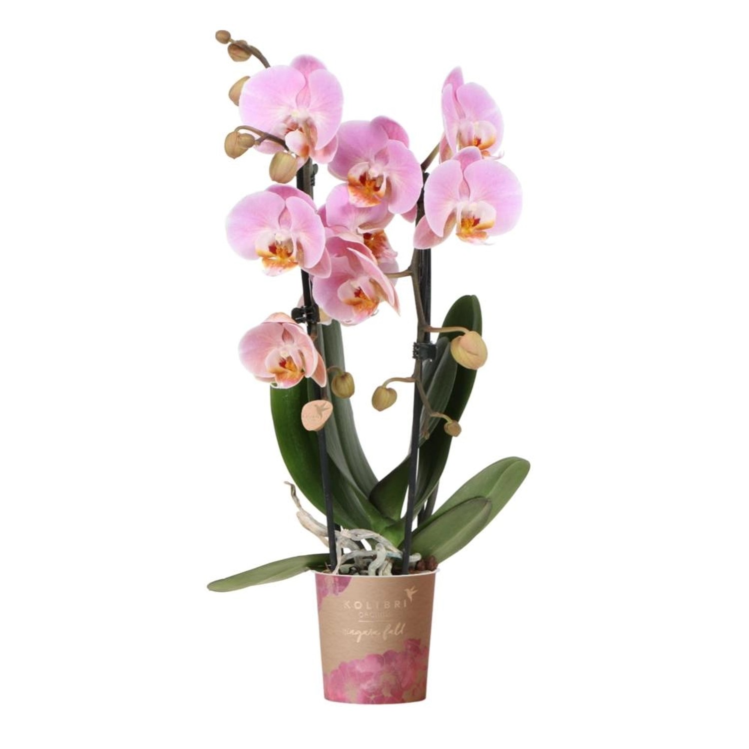 Kolibri Rosa Phalaenopsis Orchidee Niagara Fall Topfgröße 9cm Frisch Vom Zü günstig online kaufen