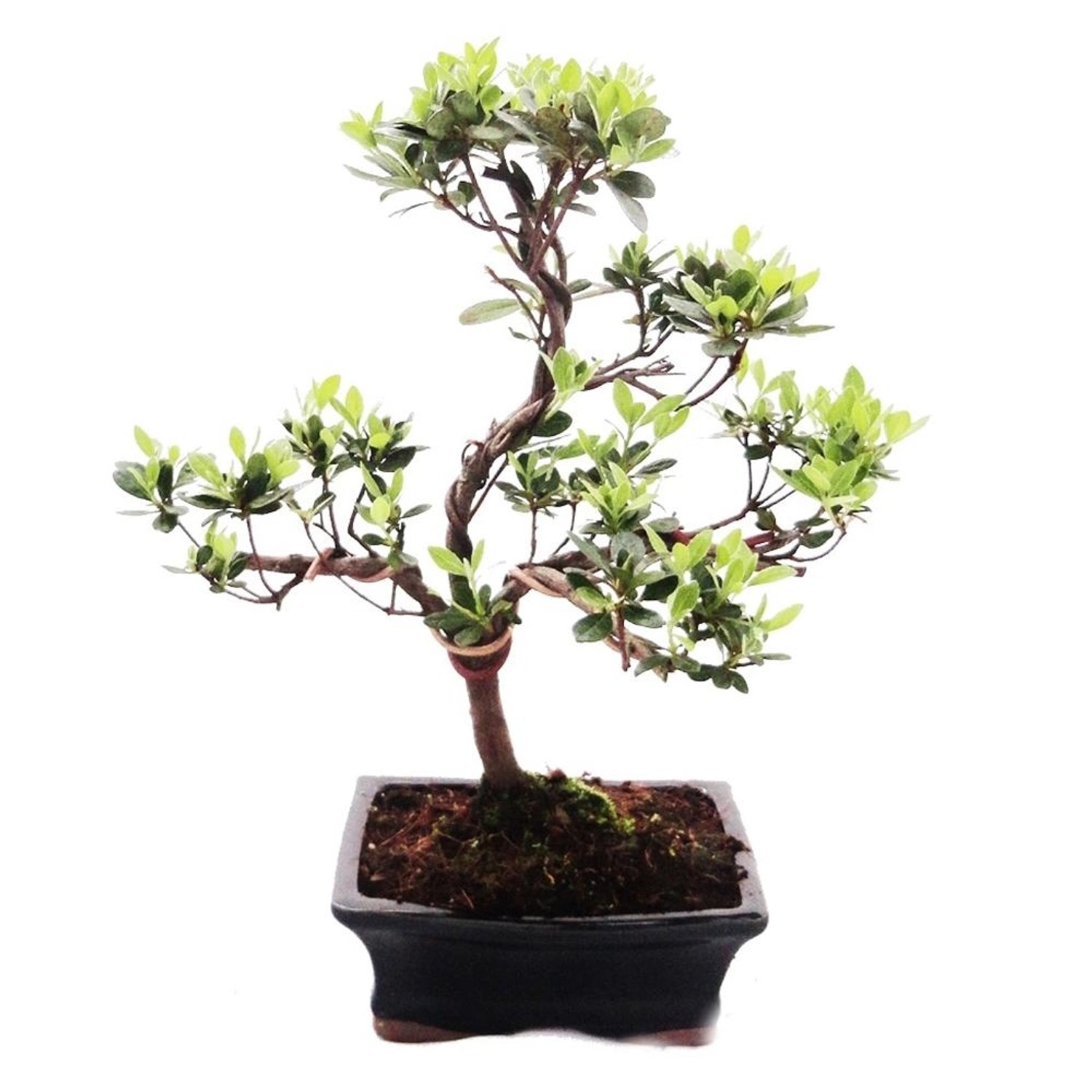 Exotenherz Outdoor Bonsai Rhododendron Simsii Azalee 15cm günstig online kaufen