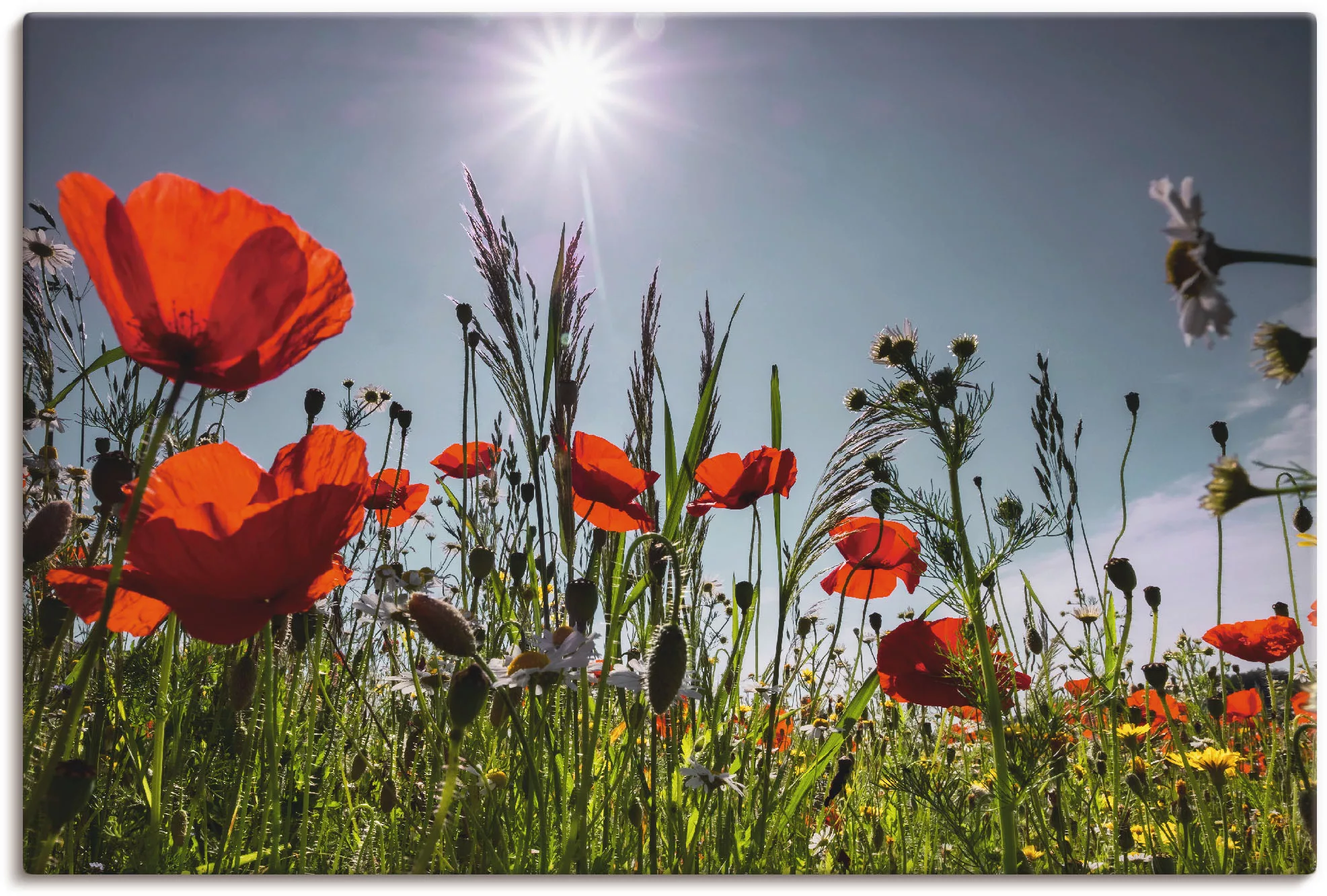 Artland Wandbild "Mohnblumenwiese", Blumenwiese, (1 St.), als Alubild, Outd günstig online kaufen