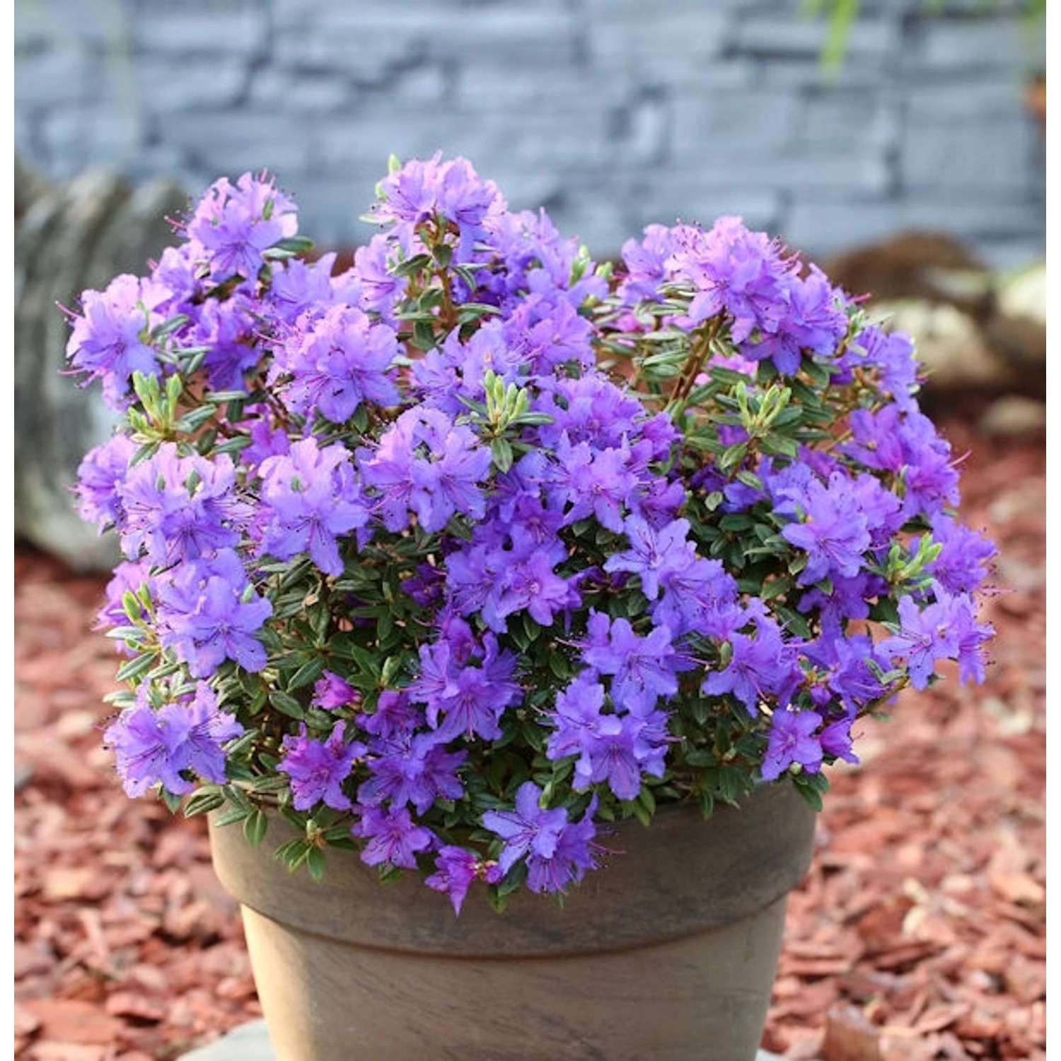 Zwerg Rhododendron Purple Pillow 20-25cm - Rhododendron russatum - Zwerg Al günstig online kaufen