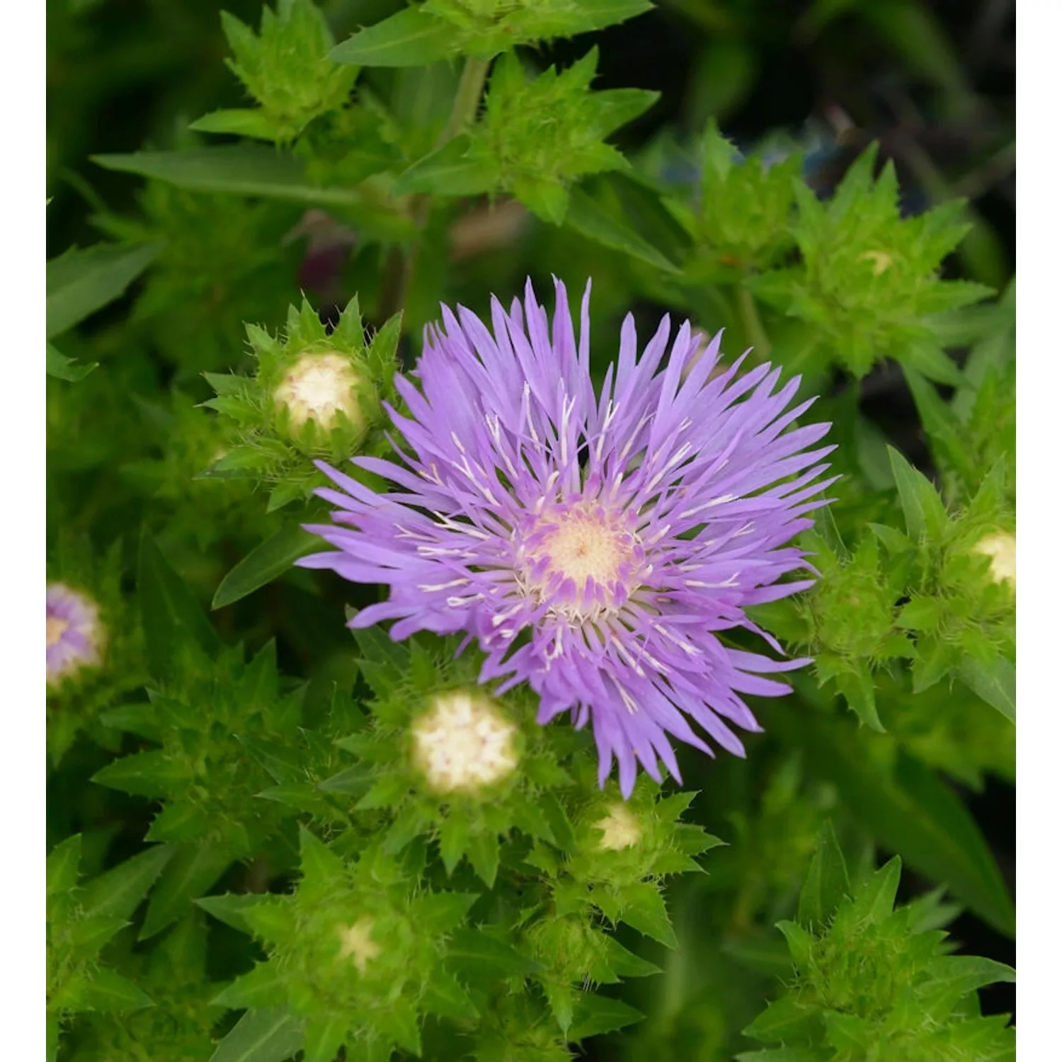 Kornblumenaster Lewis Blue - Stokesia laevis günstig online kaufen