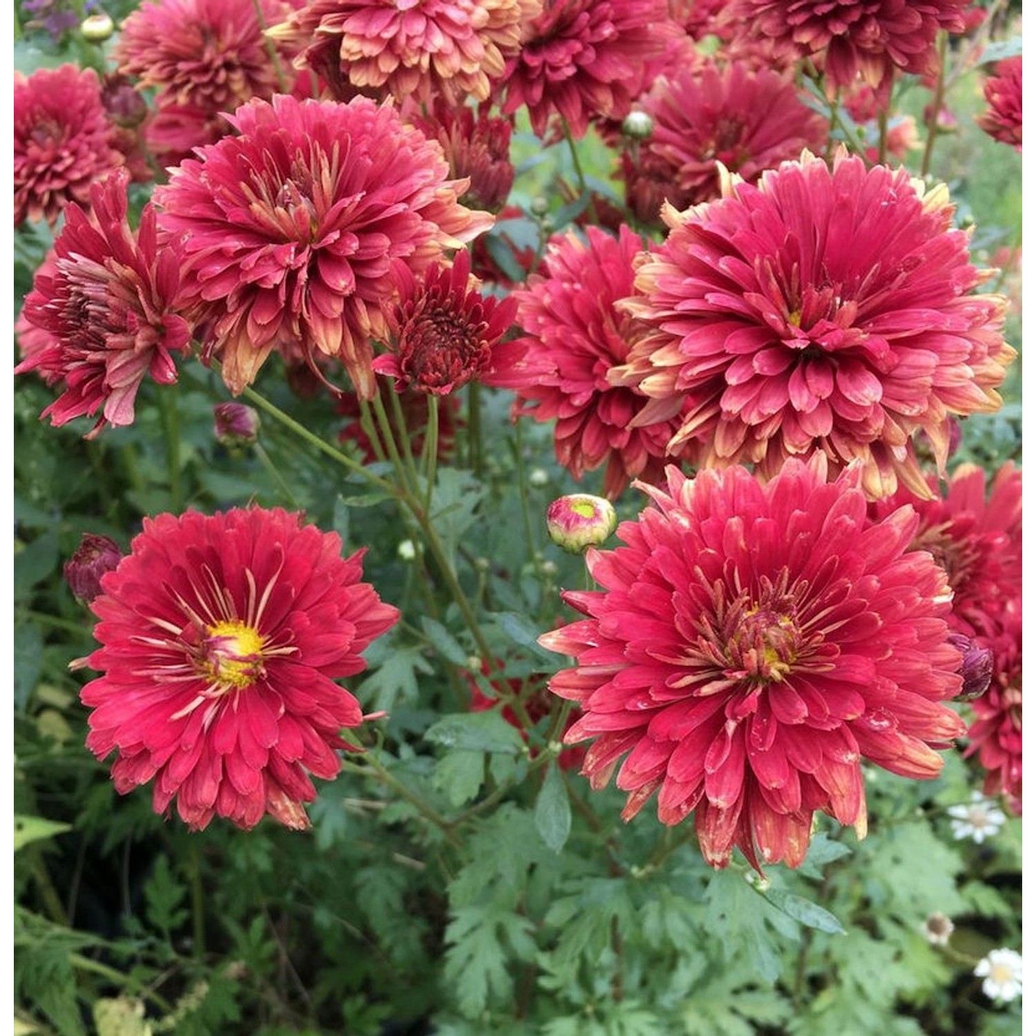 Winteraster Brockenfeuer - Chrysanthemum hortorum günstig online kaufen