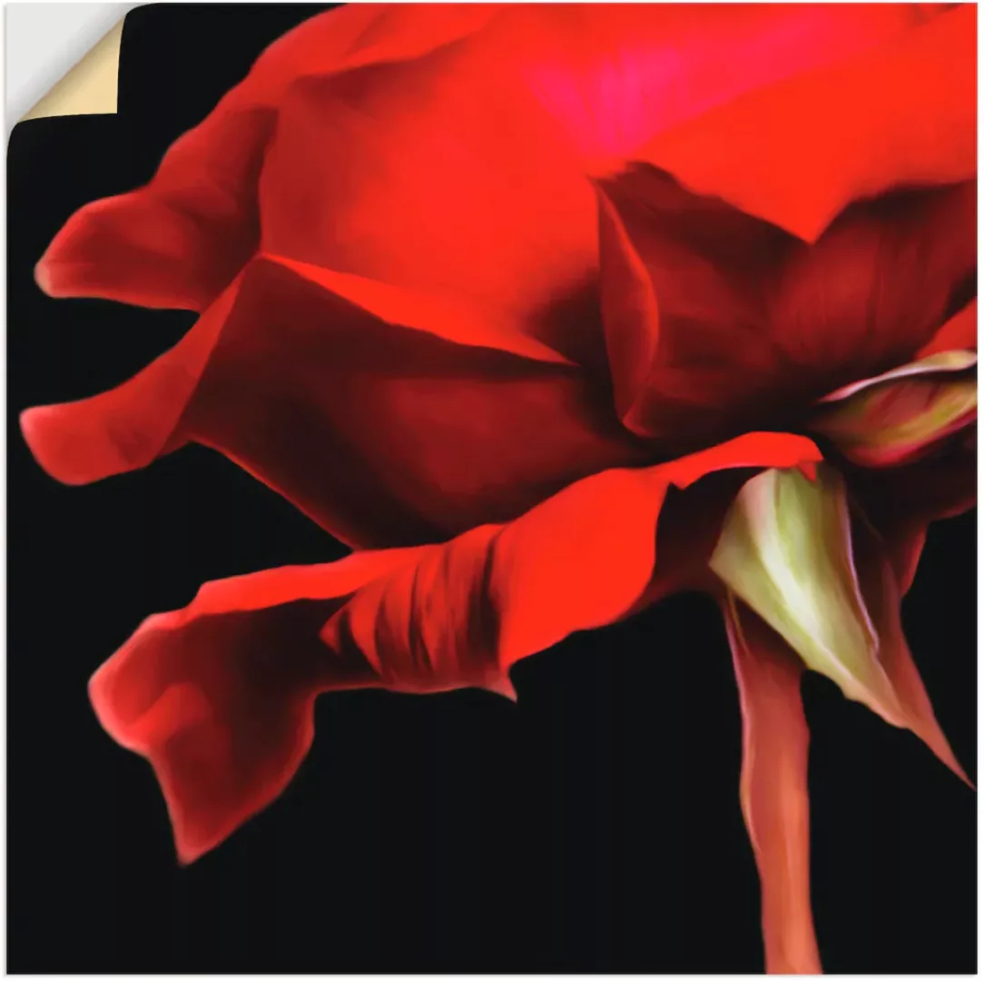 Artland Wandbild "Rose", Blumen, (1 St.) günstig online kaufen