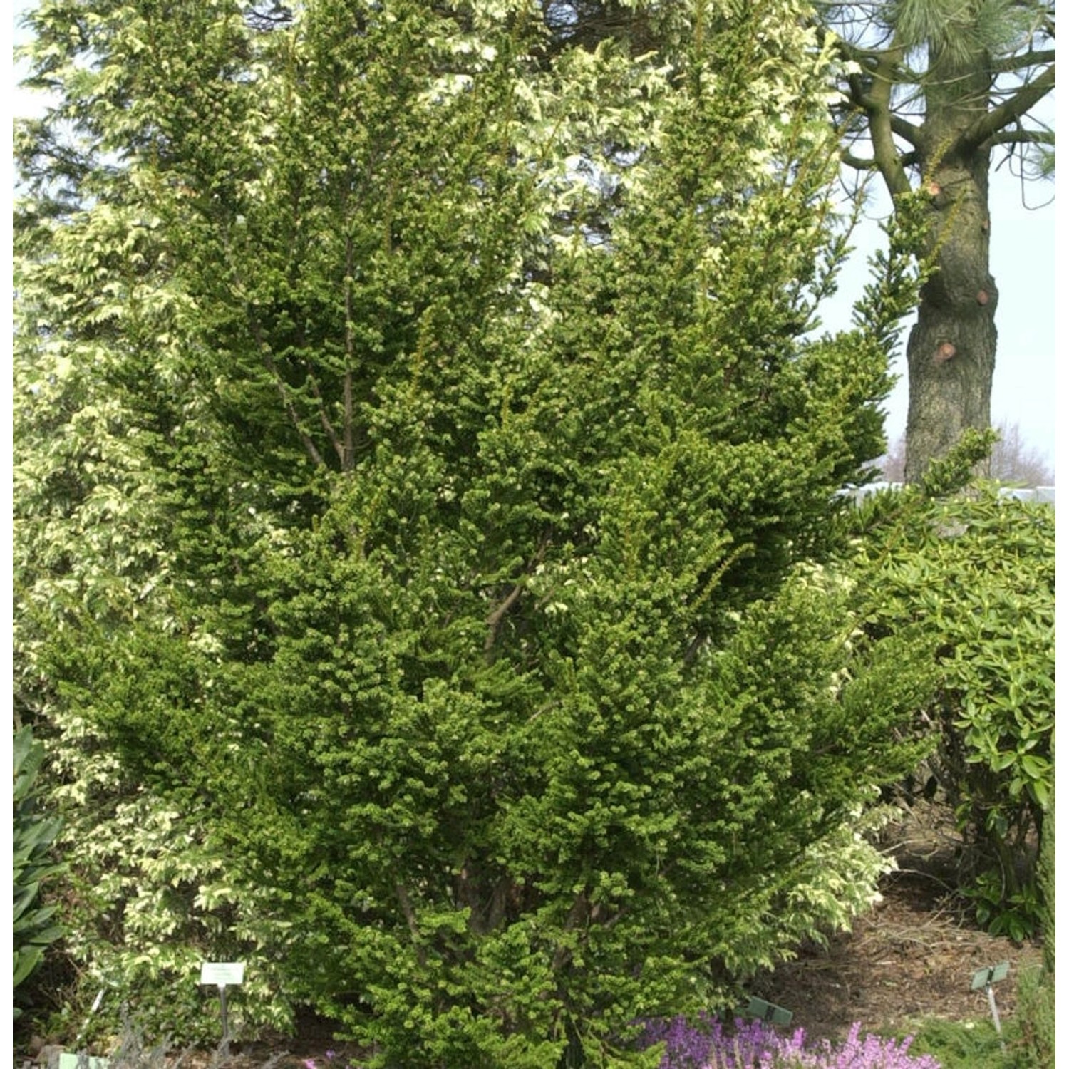 Zwerg Straucheibe Amersfoort 50-60cm - Taxus cuspidata günstig online kaufen