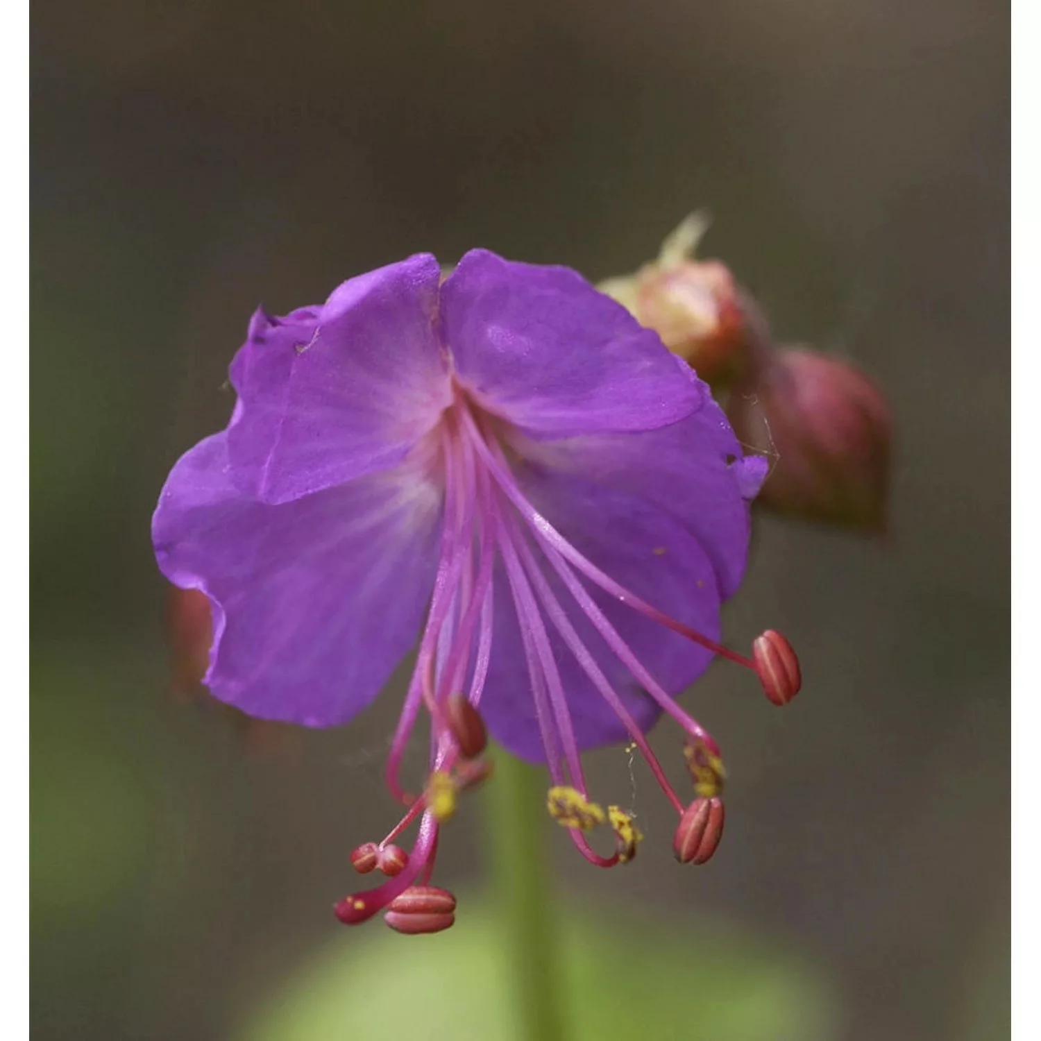 Balkanstorchschnabel Olympos - Geranium macrorrhizum günstig online kaufen