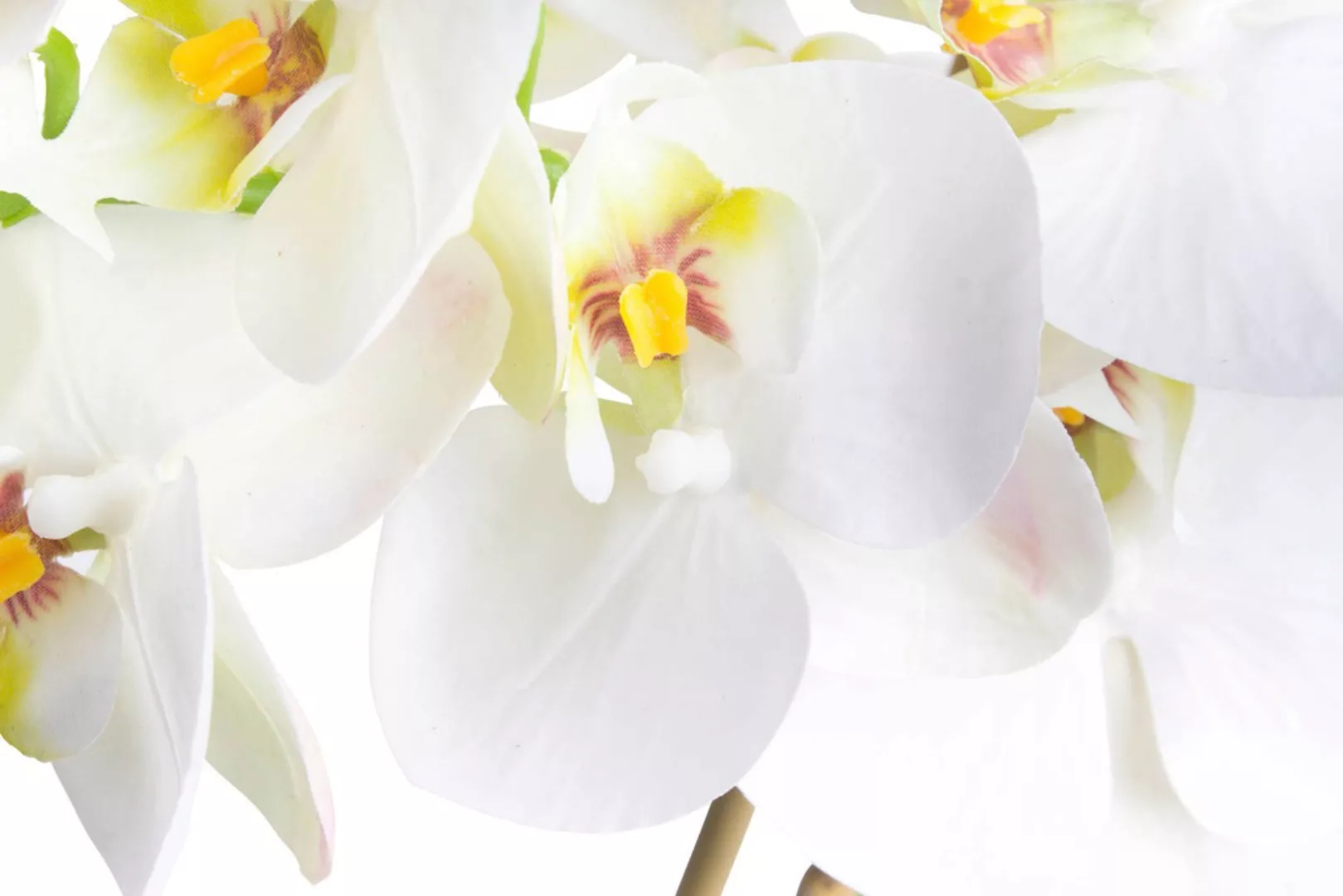 Botanic-Haus Kunstorchidee "Orchidee Bora" günstig online kaufen