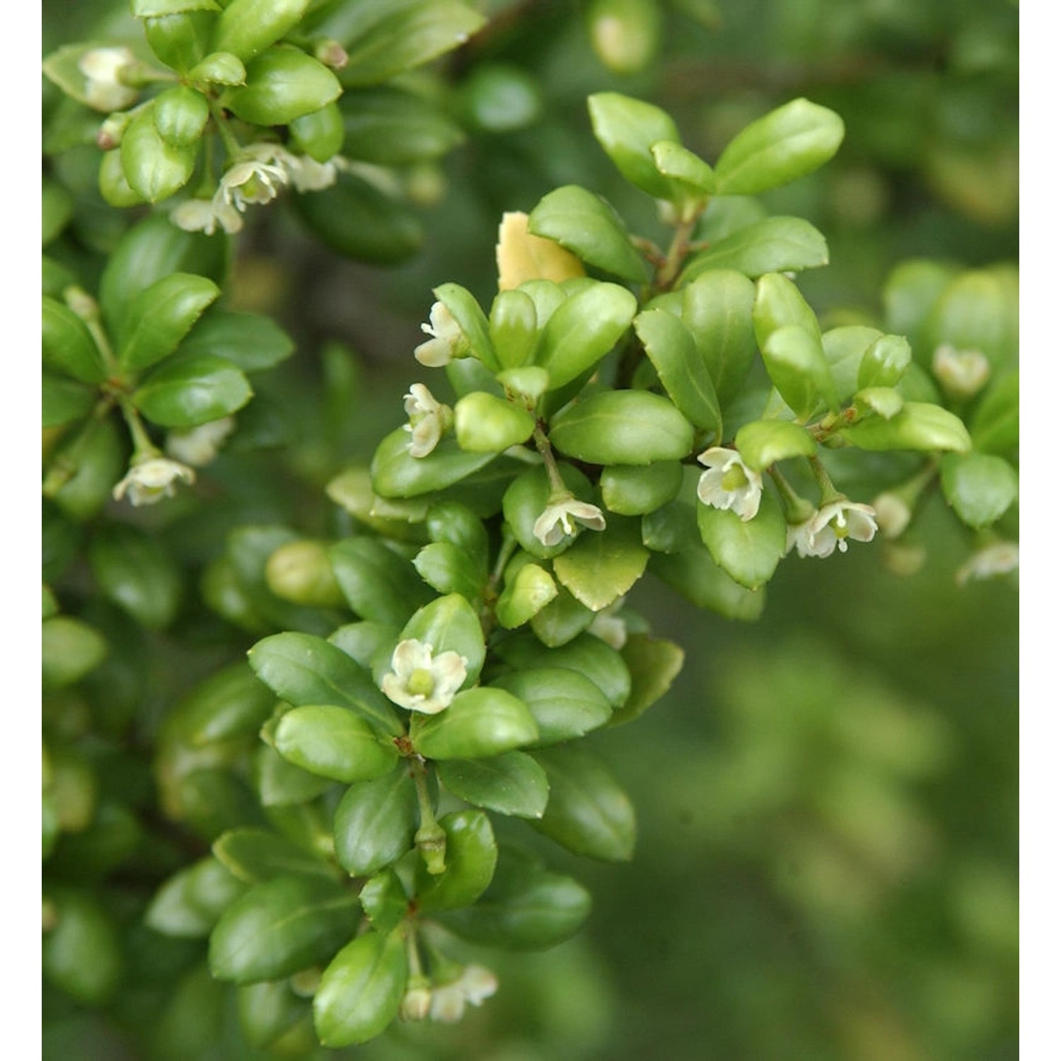 Hochstamm Löffel Ilex Stechpalme 60-80cm - ilex crenata günstig online kaufen