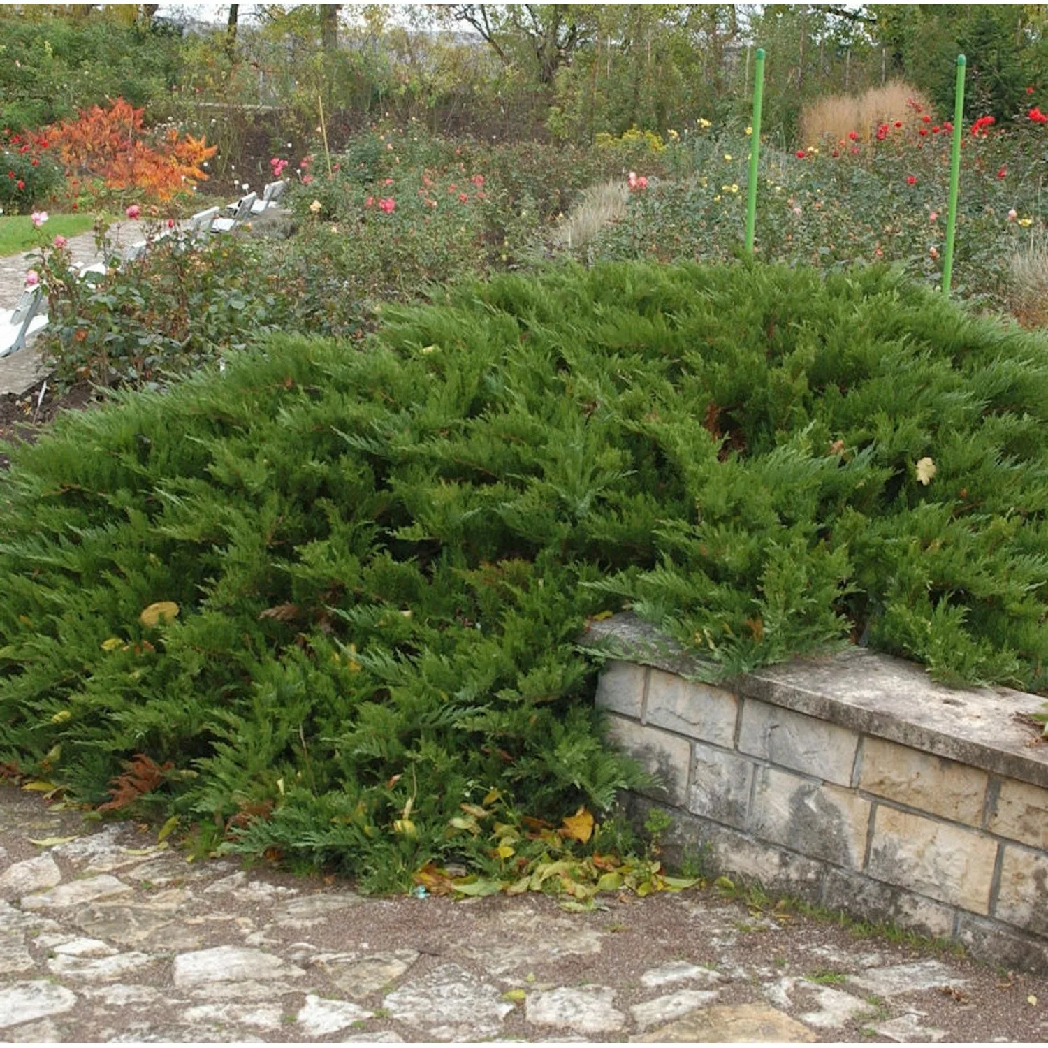 Tamarisken Wacholder 40-50cm - Juniperus Sabina günstig online kaufen
