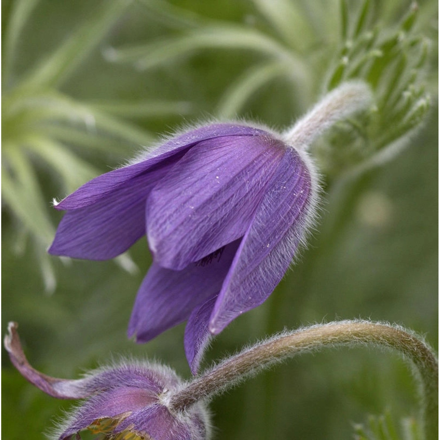 Küchenschelle Pinwheel Blau - Pulsatilla vulgaris günstig online kaufen