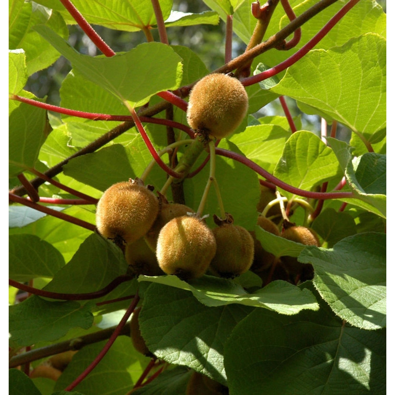 Selbstfruchtende Kiwi Boskoop 40-60cm - Actinidia chinensis günstig online kaufen