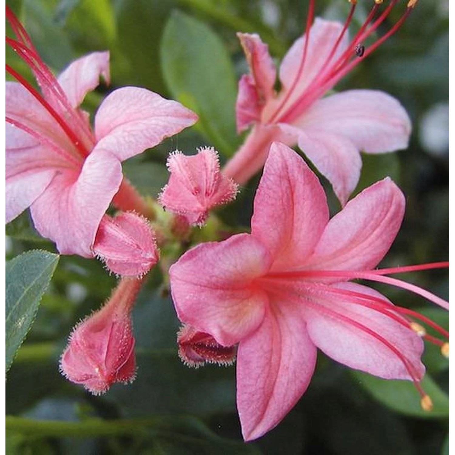 Rhododendron Pink and Sweet 30-40cm - Rhododendron viscosum günstig online kaufen