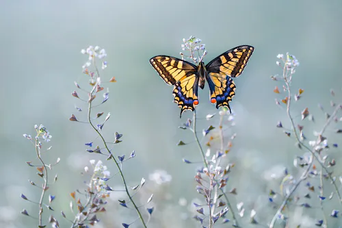 Papermoon Fototapete »Photo-Art PETAR SABOL, SWALLOWTAIL BEAUTY« günstig online kaufen