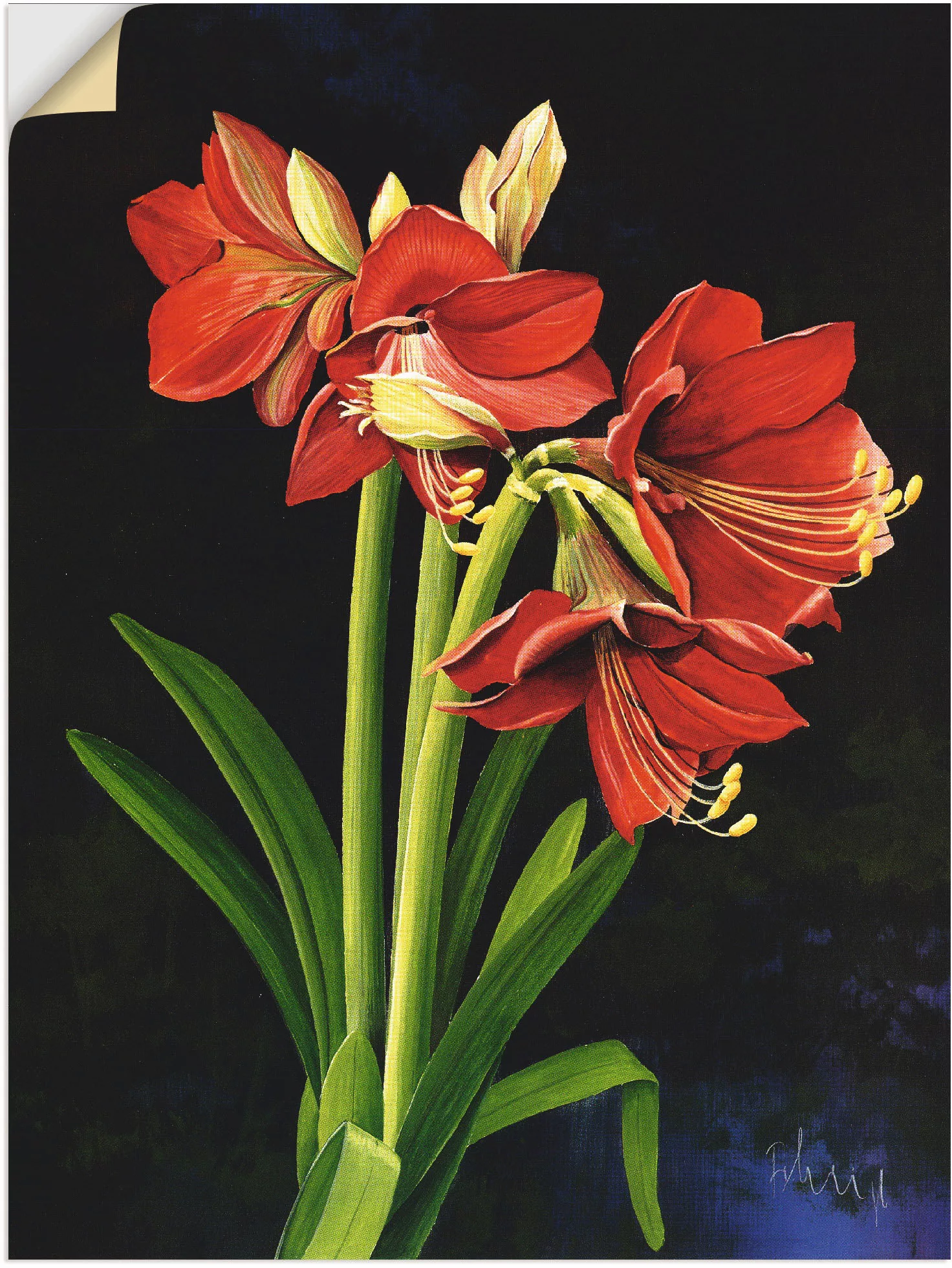 Artland Wandfolie "Amaryllis", Blumen, (1 St.), selbstklebend günstig online kaufen