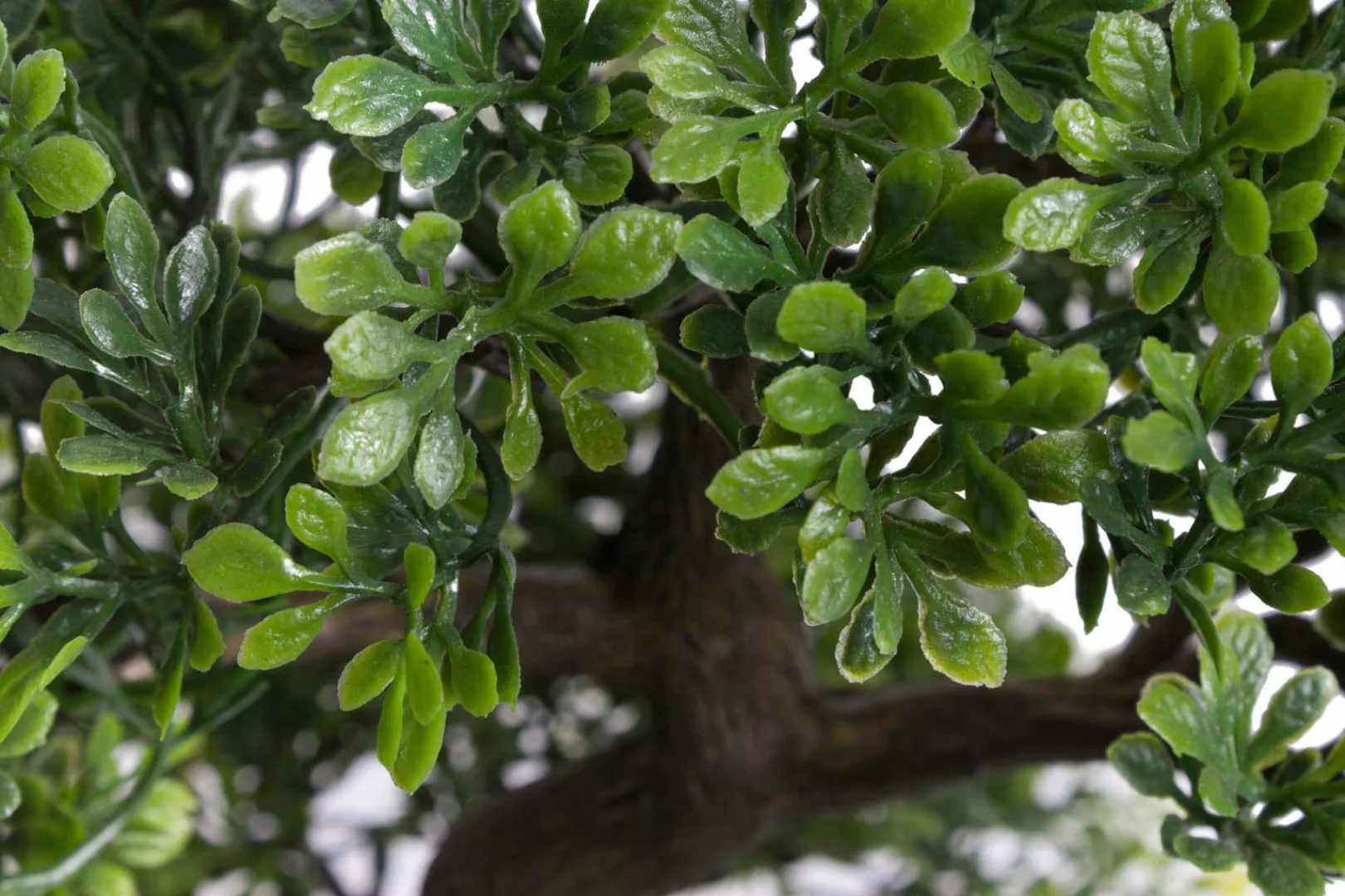 Botanic-Haus Kunstbonsai "Ficus Bonsai" günstig online kaufen