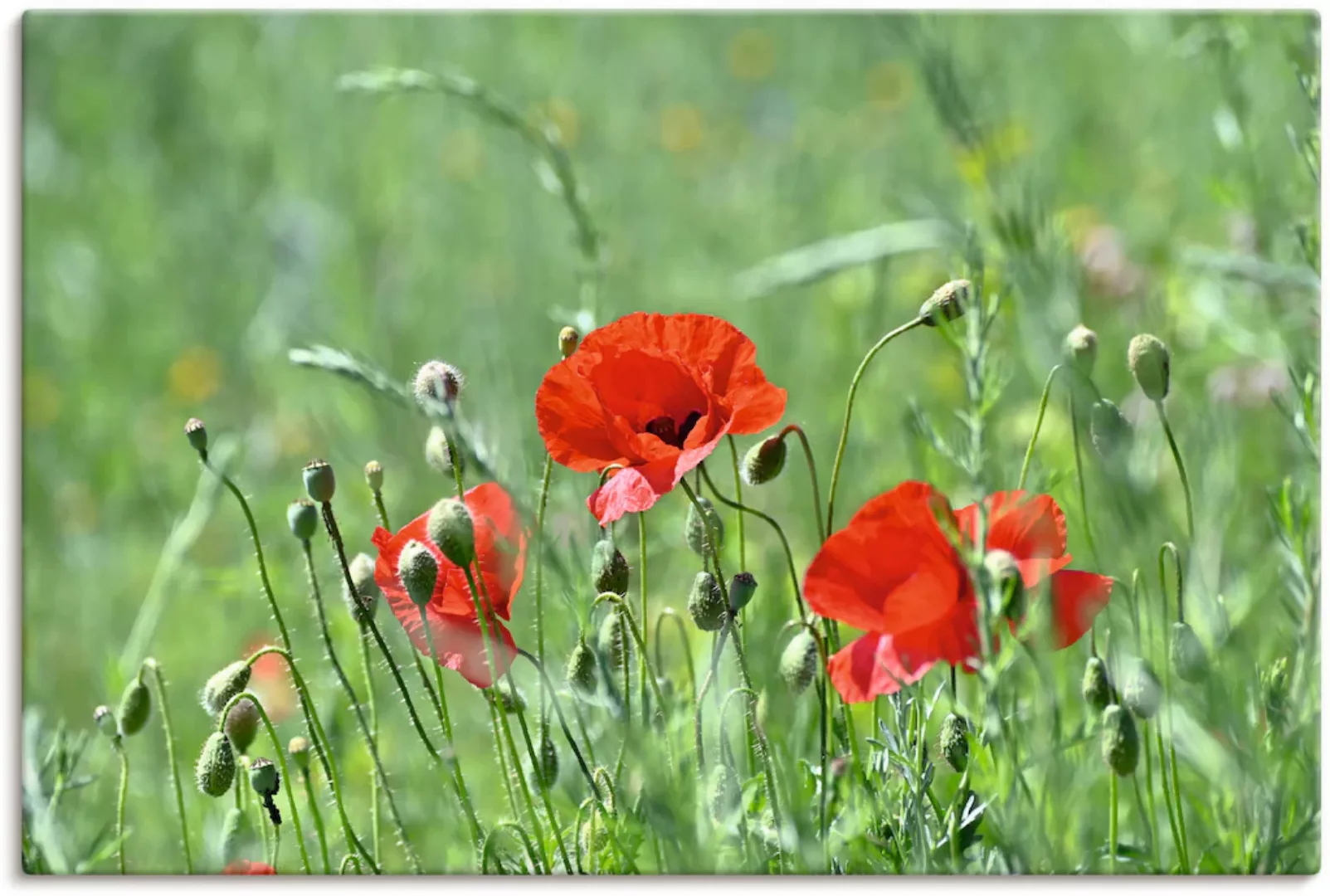 Artland Wandbild »Mohnblumen im Gras«, Blumenbilder, (1 St.), als Leinwandb günstig online kaufen