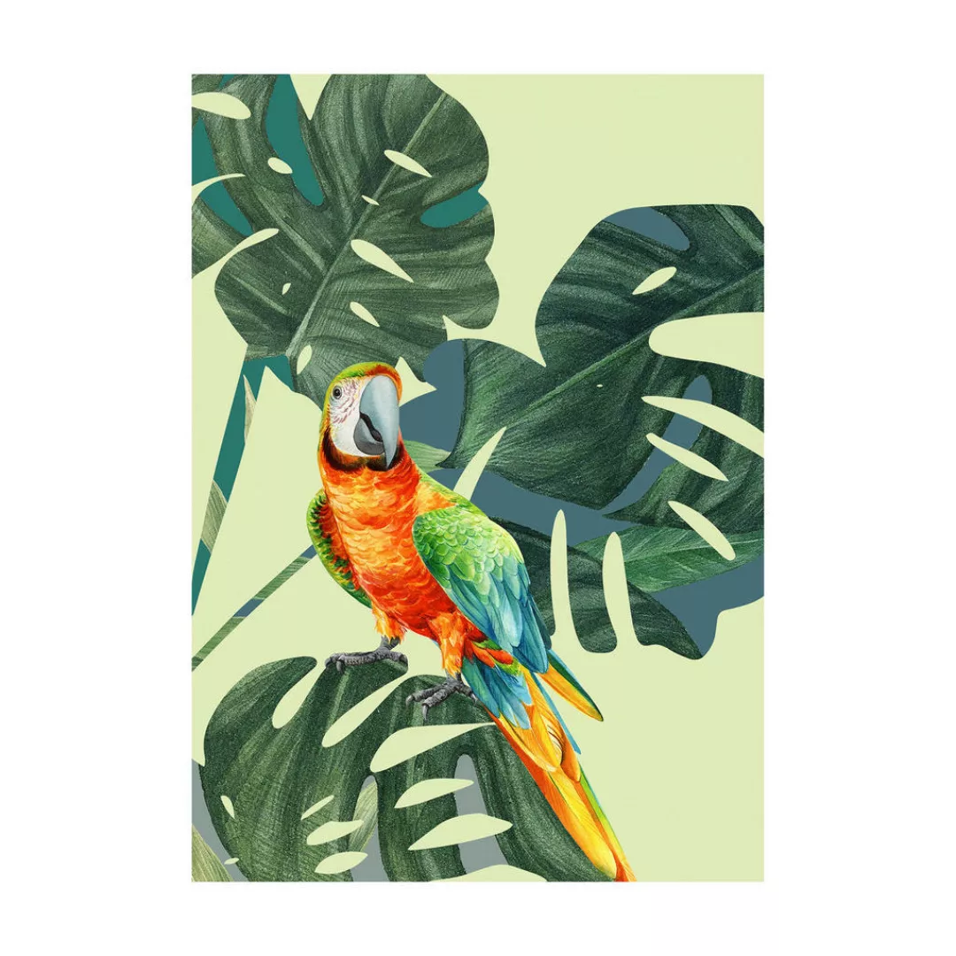 Komar Wandbild Green-Winged Macaw günstig online kaufen