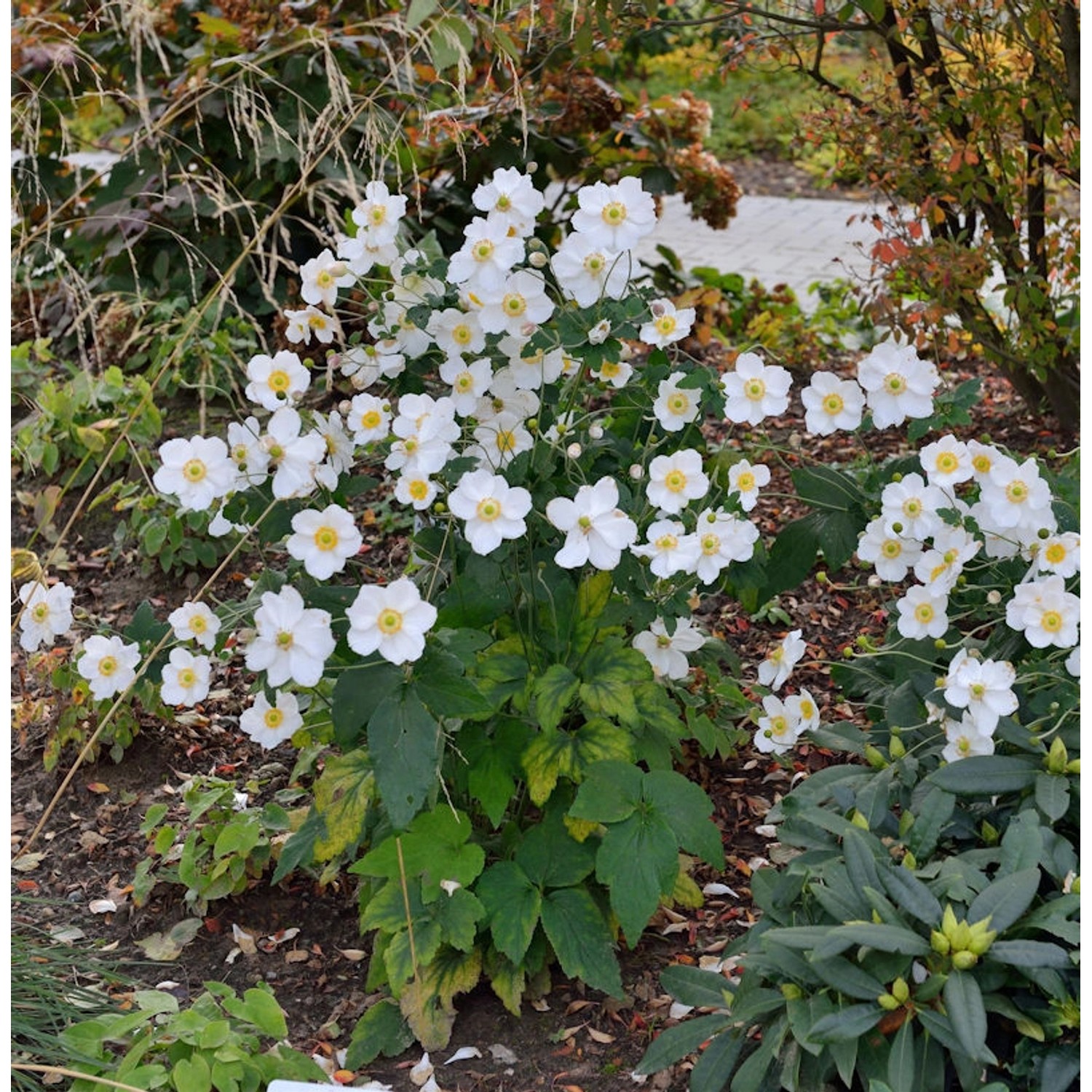 Herbstanemone Honorine Jobert - Anemone japonica günstig online kaufen