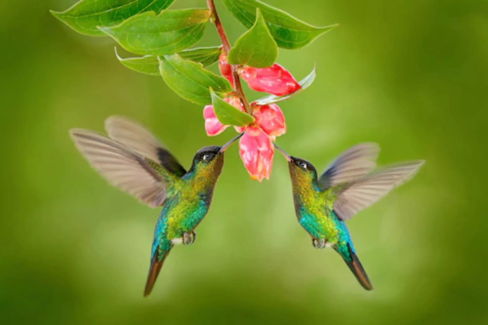 Papermoon Fototapete »Kolibris« günstig online kaufen