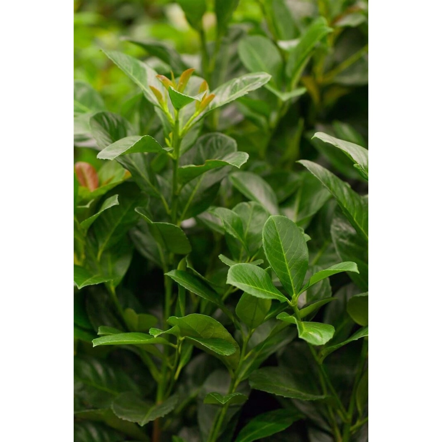 Prunus laurocerasus 'Etna' -R- 15-20 cm günstig online kaufen