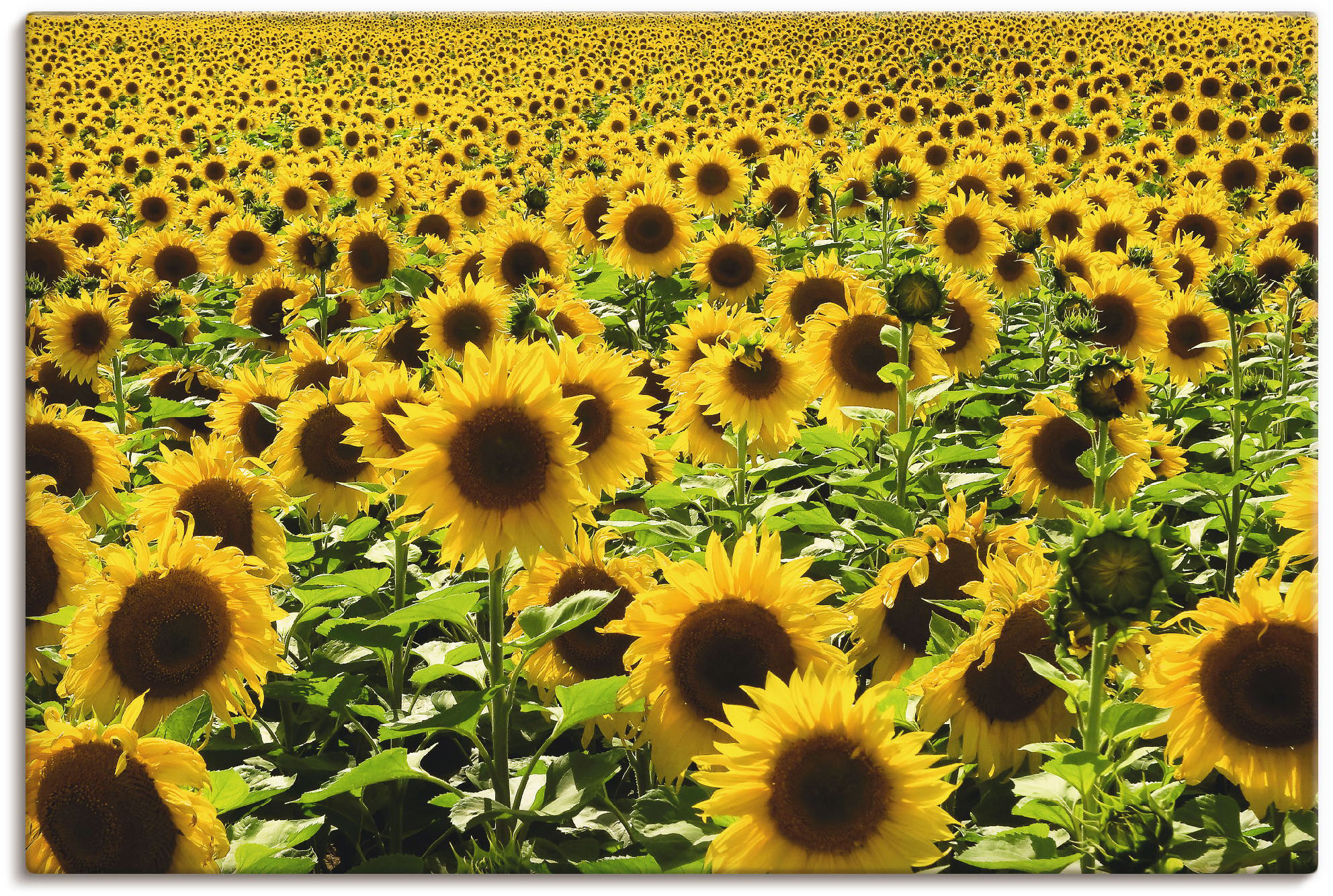Artland Wandbild "Sonnenblumenfeld", Blumen, (1 St.), als Alubild, Outdoorb günstig online kaufen