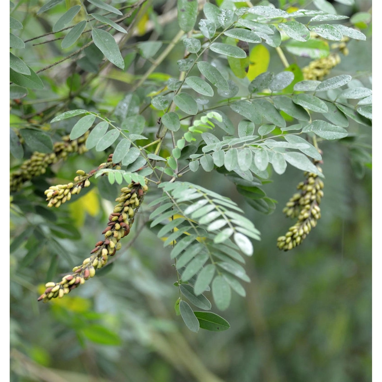 Bleibusch - Amorpha canescens günstig online kaufen