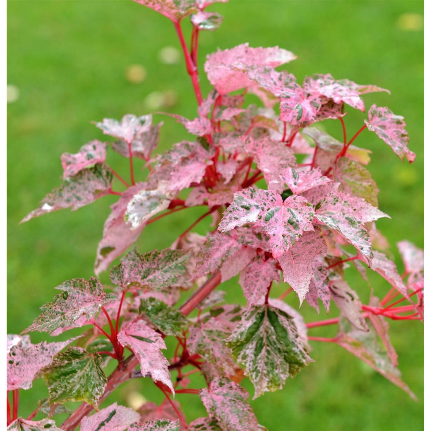 Streifenahorn Red Flamingo 100-125cm - Acer conspicuum günstig online kaufen