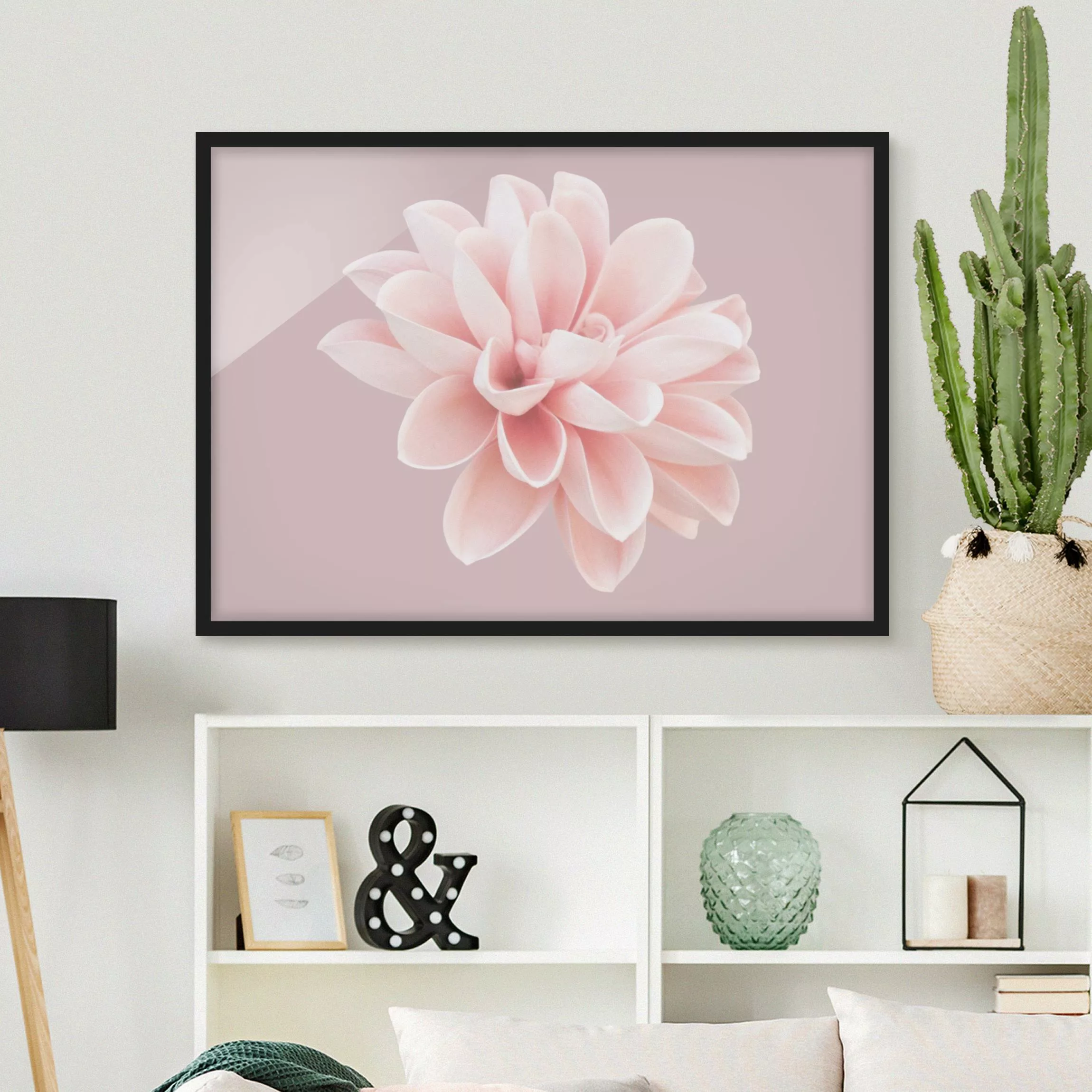 Bild mit Rahmen Dahlie Blume Lavendel Rosa Weiß günstig online kaufen