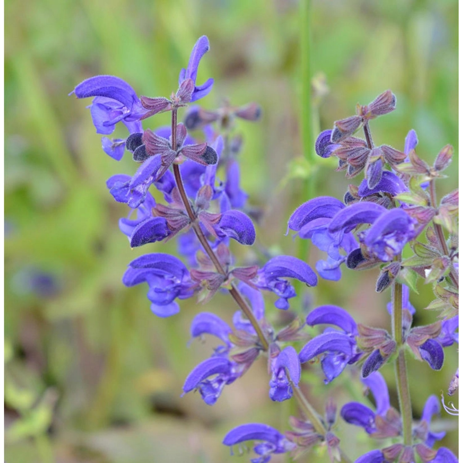 Wiesensalbei Haematodes - Salvia pratensis günstig online kaufen