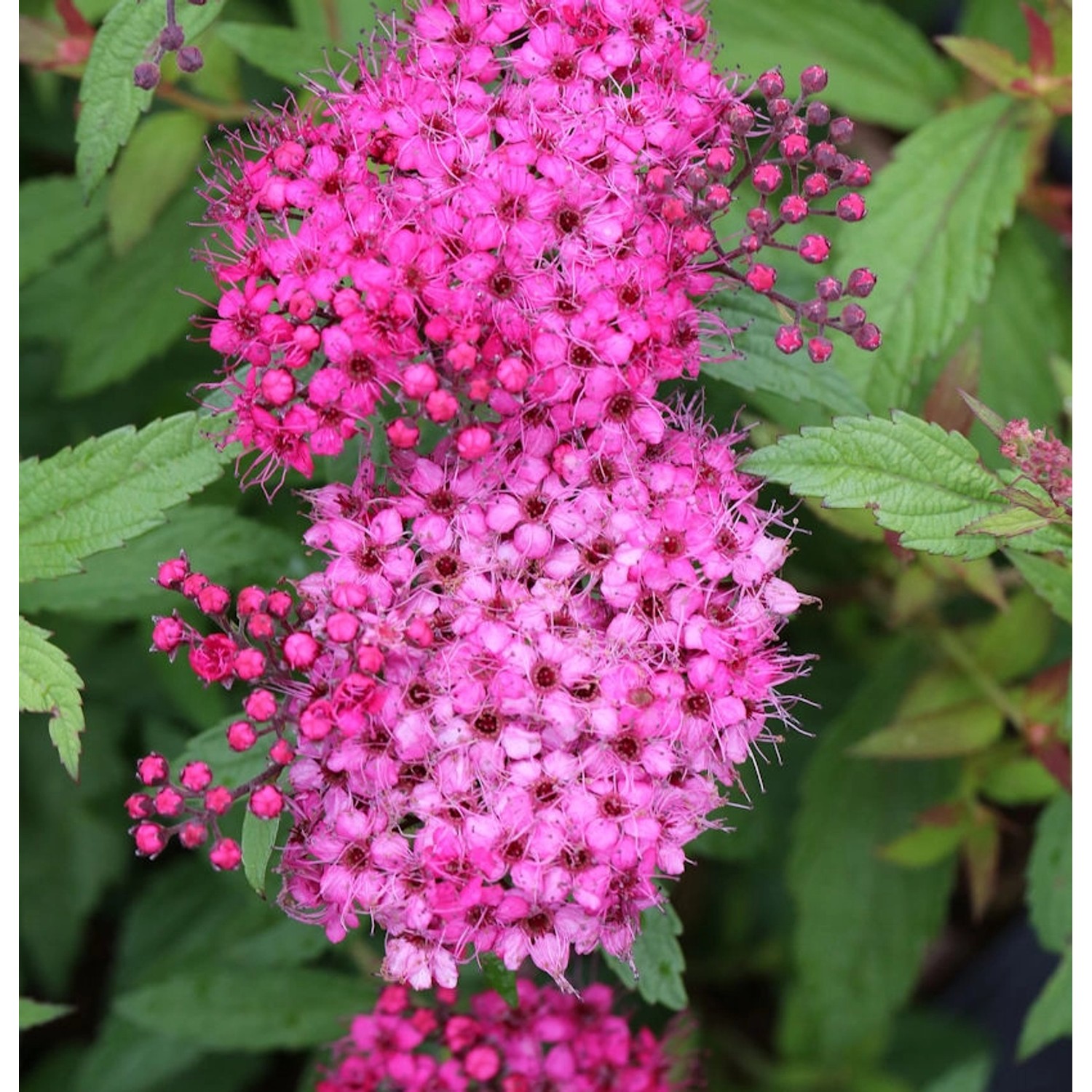 Roter Sommerspierstrauch Anthony Waterer 20-30cm - Spiraea japonica günstig online kaufen