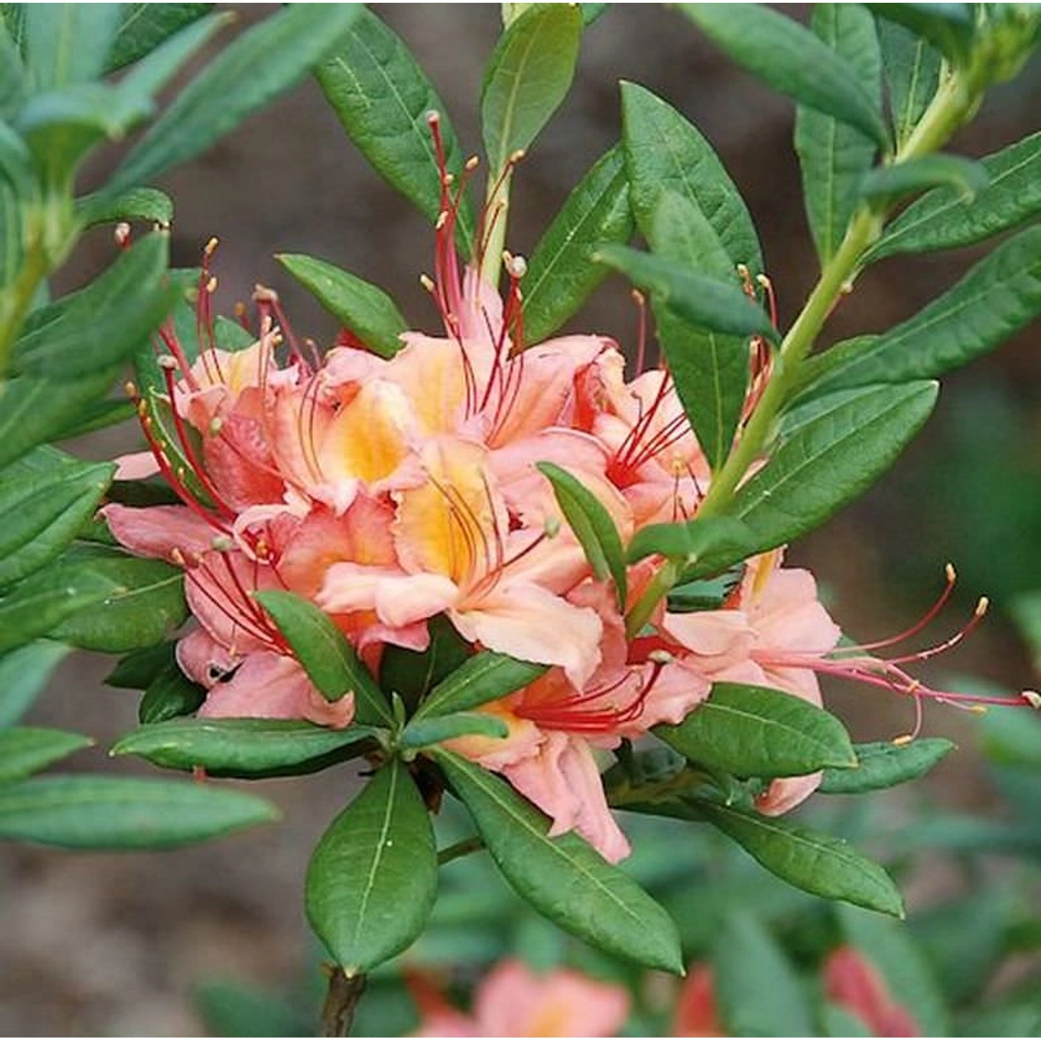 Rhododendron Framingham 40-50cm - Rhododendron viscosum günstig online kaufen