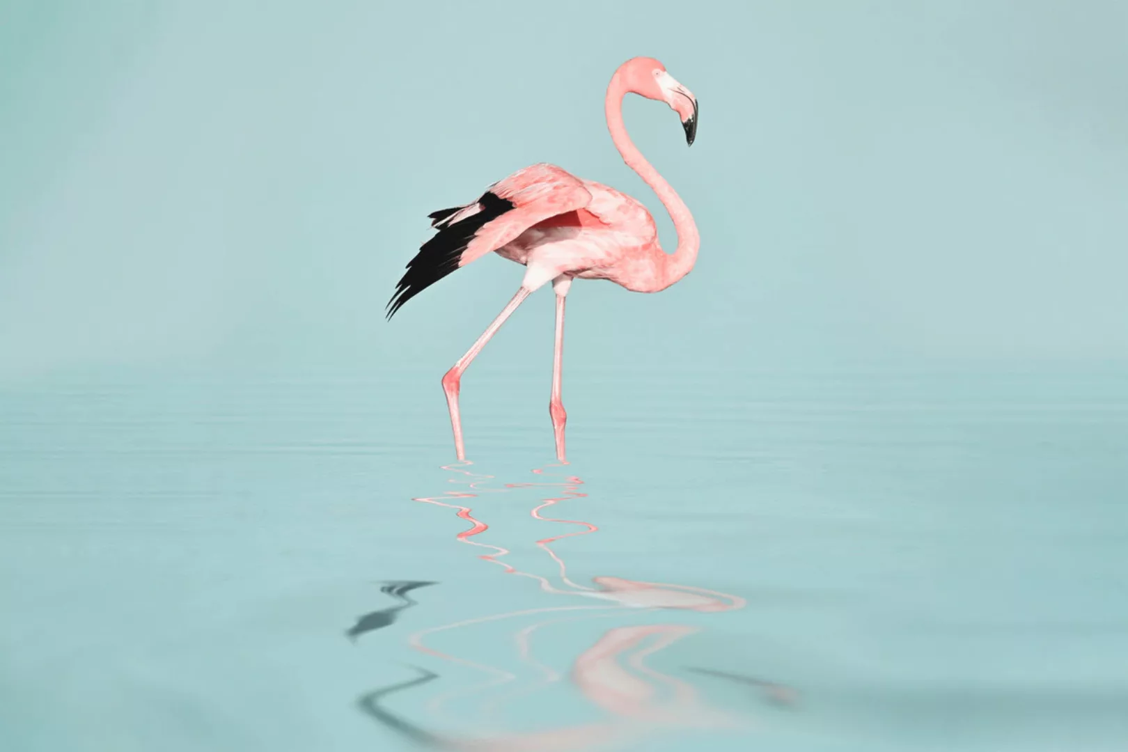 A.S. Création Leinwandbild "Flamingo Water - Wandbild Blau Rosa Grau Keilra günstig online kaufen