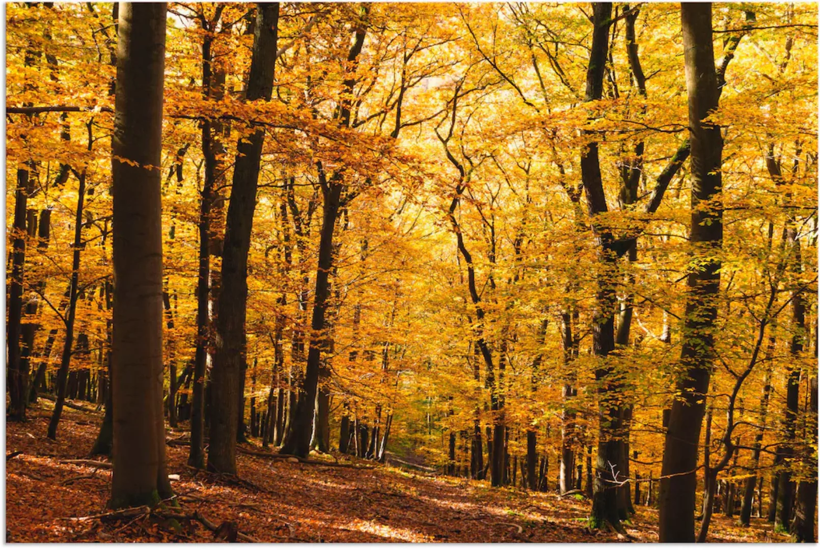 Artland Wandbild "Spaziergang im Herbstwald", Wald, (1 St.), als Alubild, O günstig online kaufen